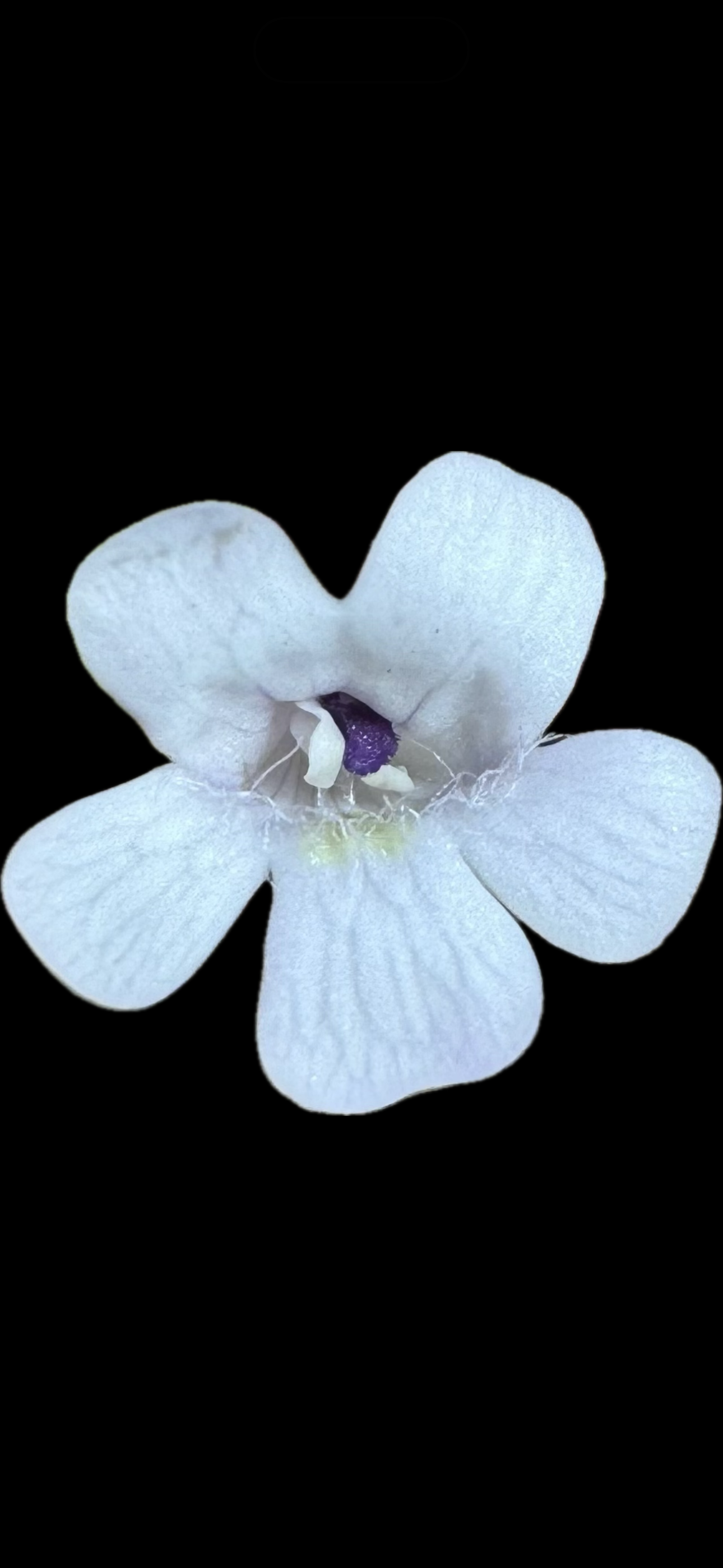Pinguicula Gracilis x Rotundiflora