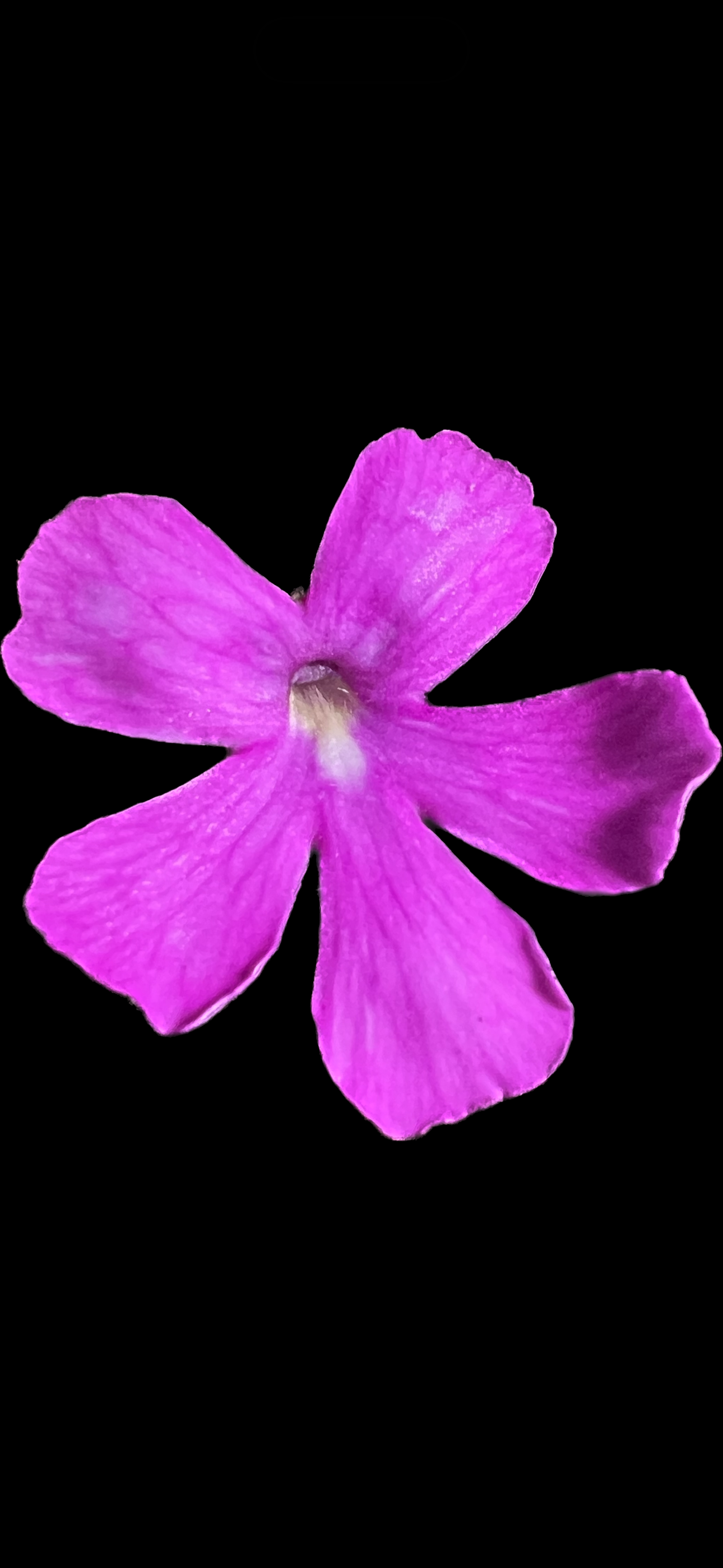 Pinguicula Hemiepiphytica x Moctezumae