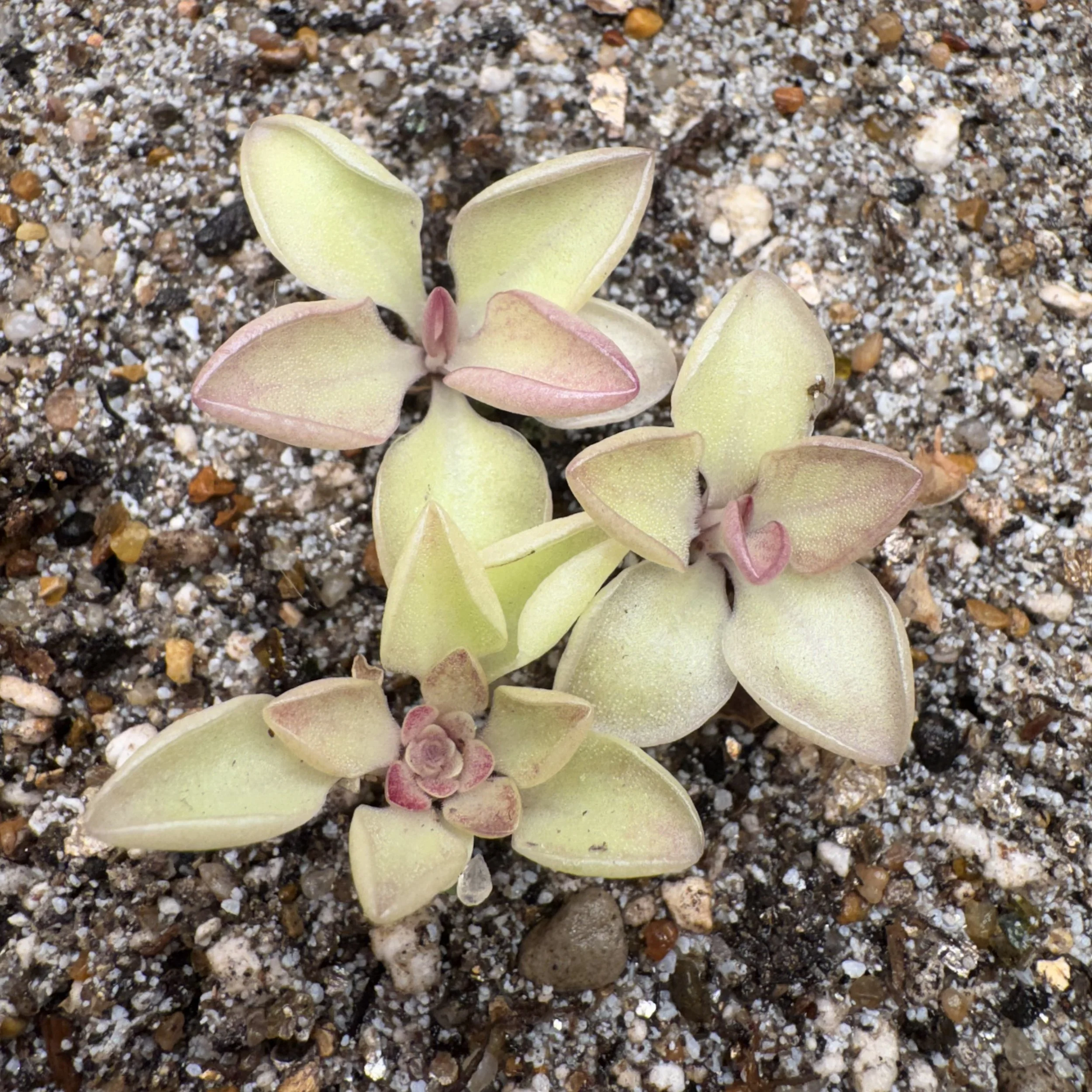 Pinguicula Lautner 92/52