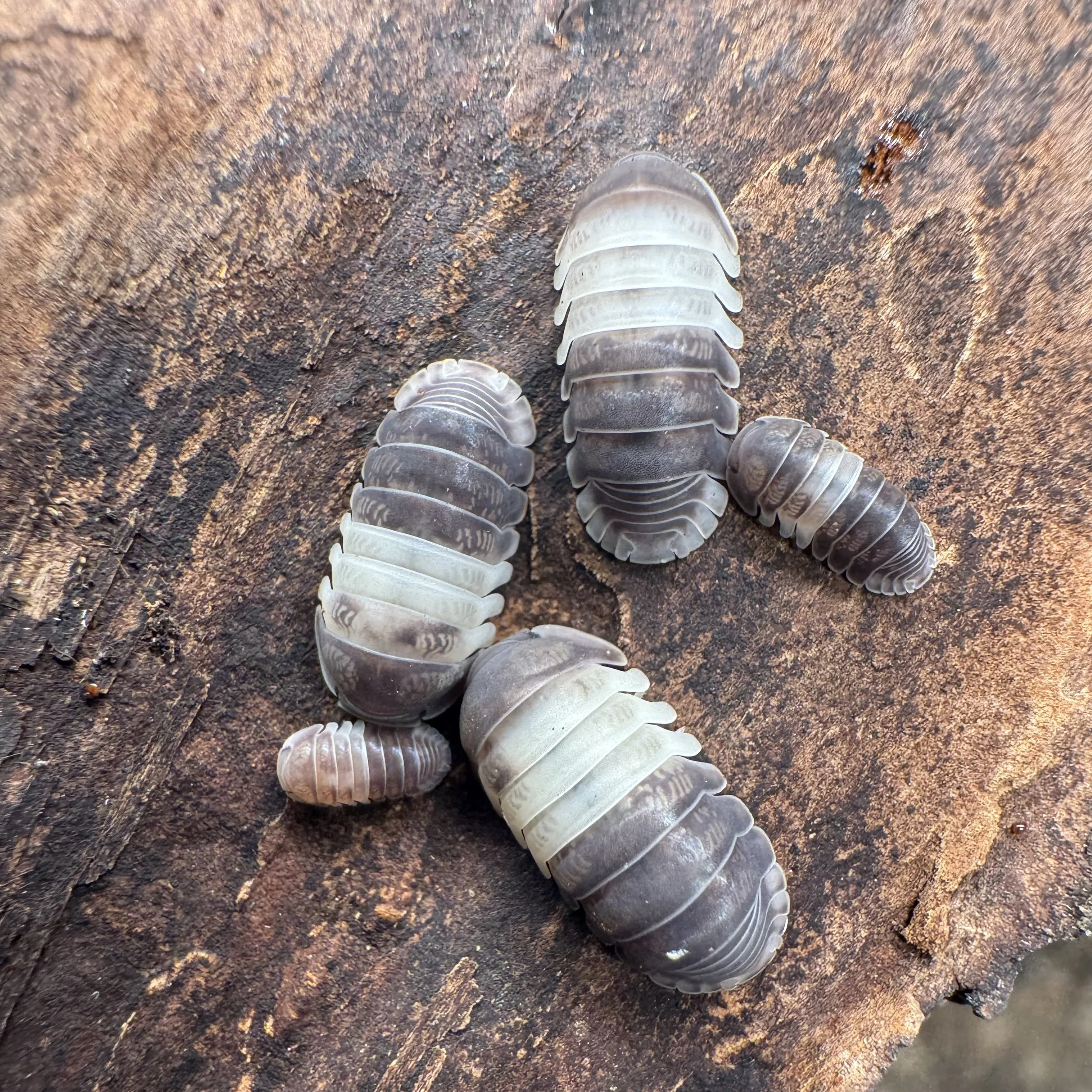 Cubaris sp. Panda King