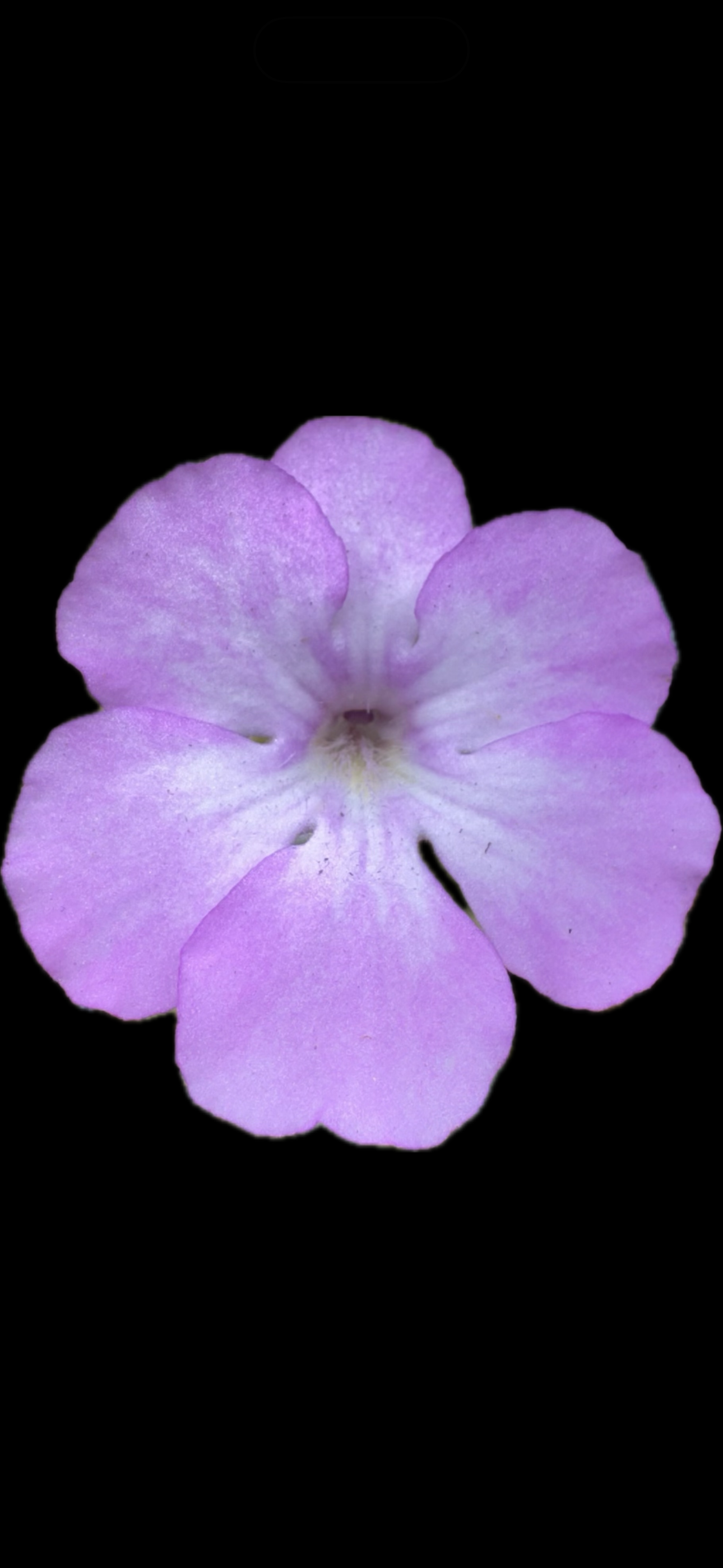 Pinguicula Rotundiflora x Moctezumae