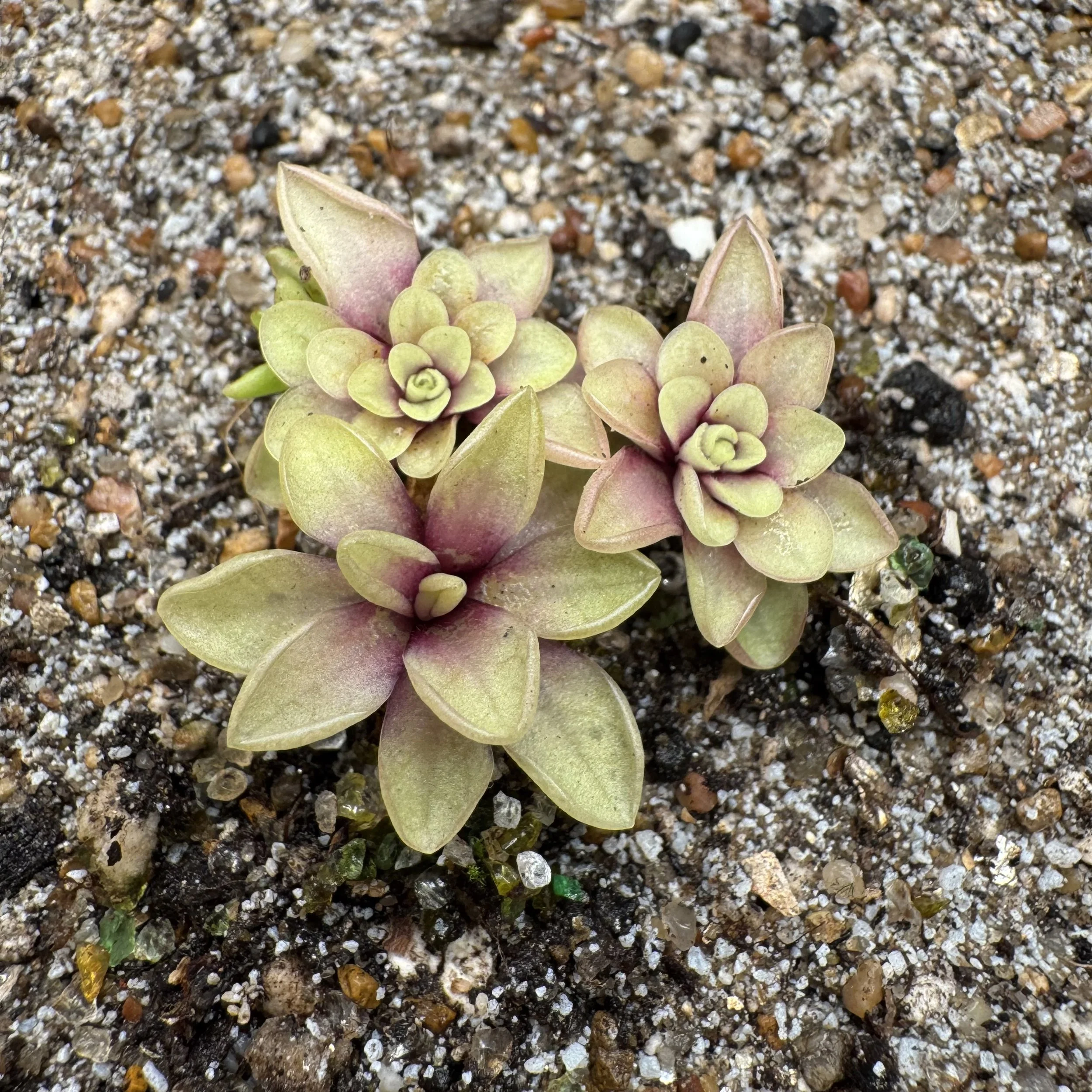 Pinguicula Moranensis var. Alba x Emarginata