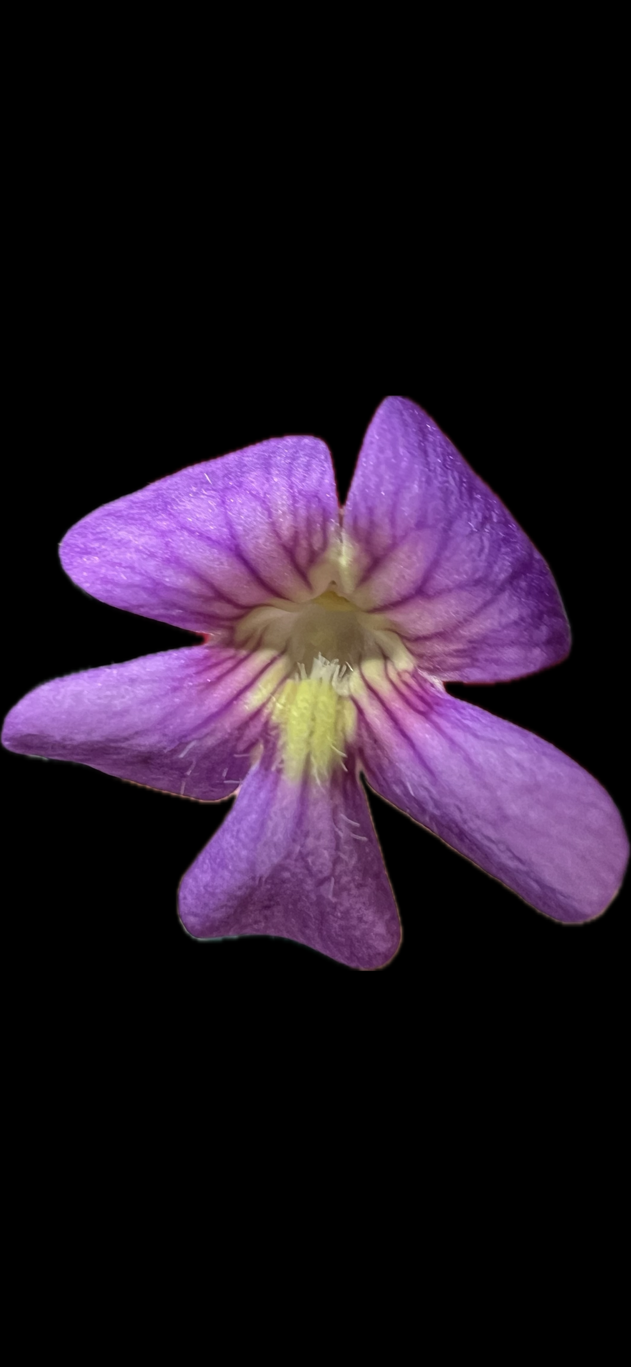 IMG_7287.png