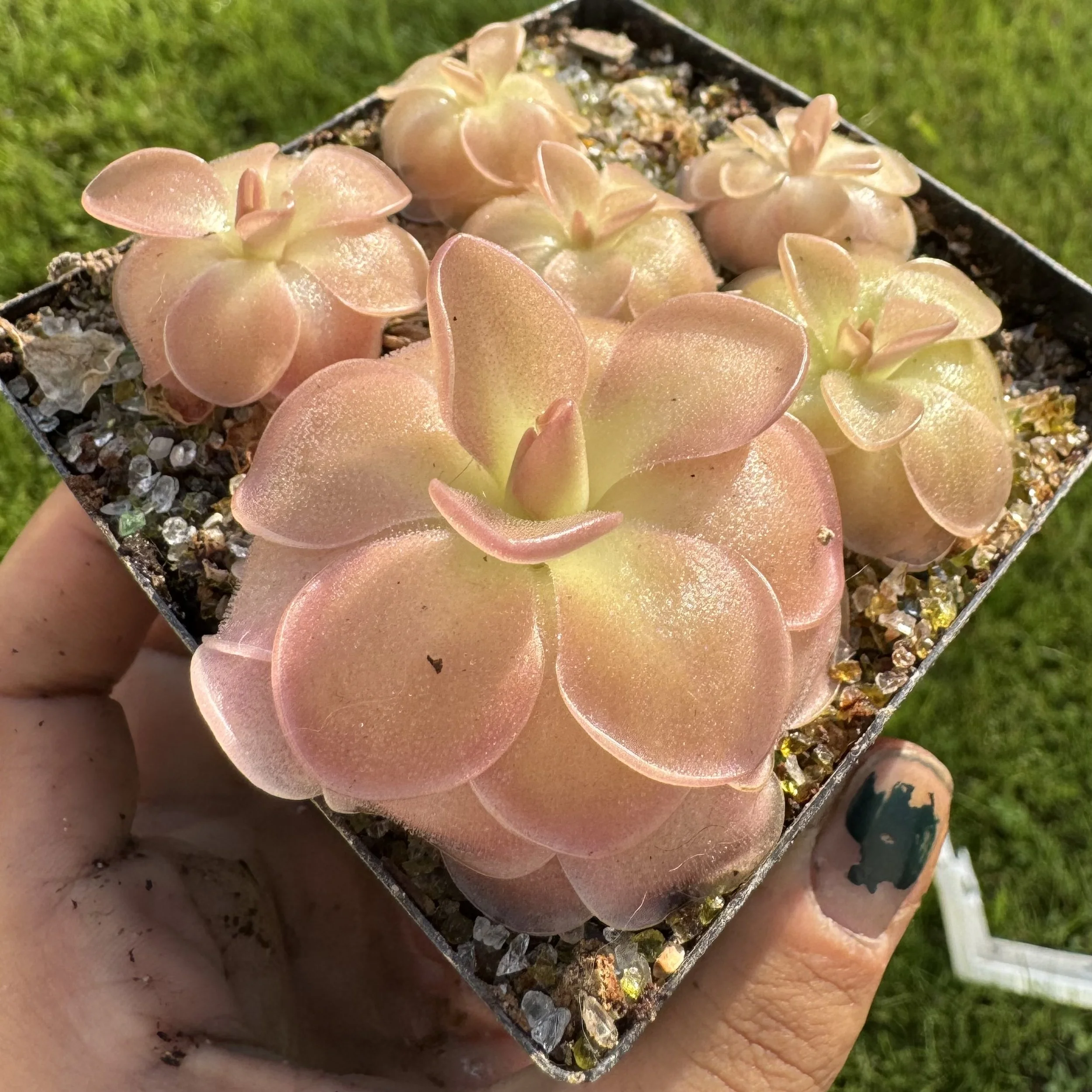 Pinguicula Sethos x Fraser Beauty