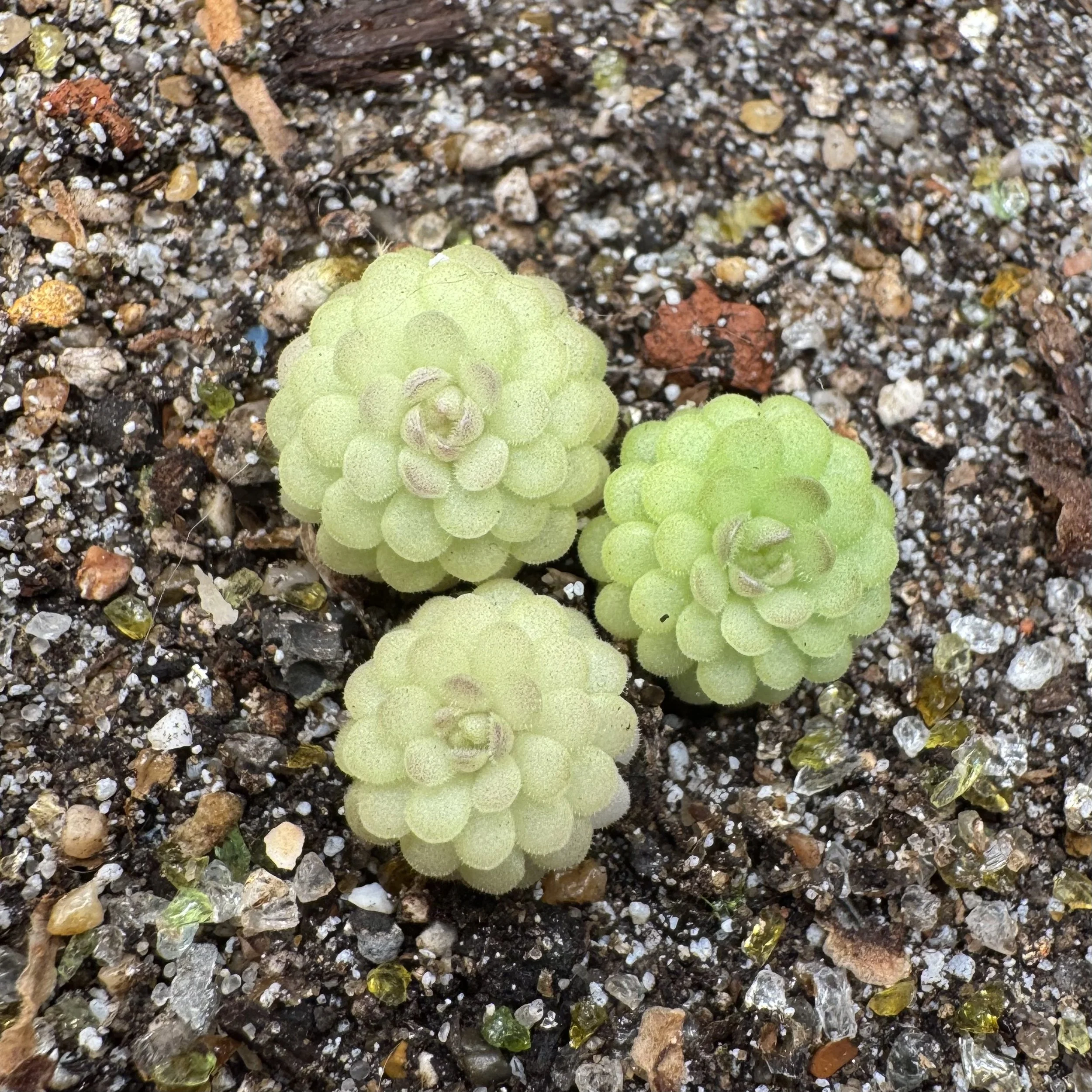 Pinguicula Jaumavensis x Cyclosecta