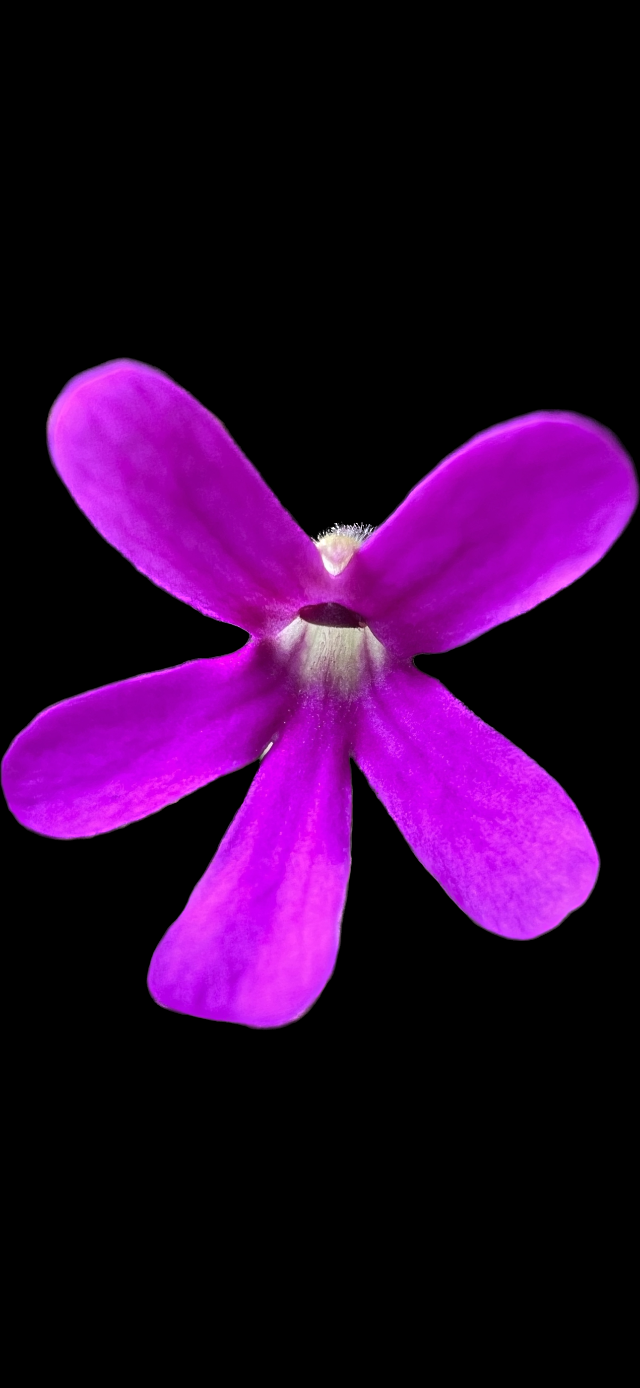 Pinguicula Estriellita