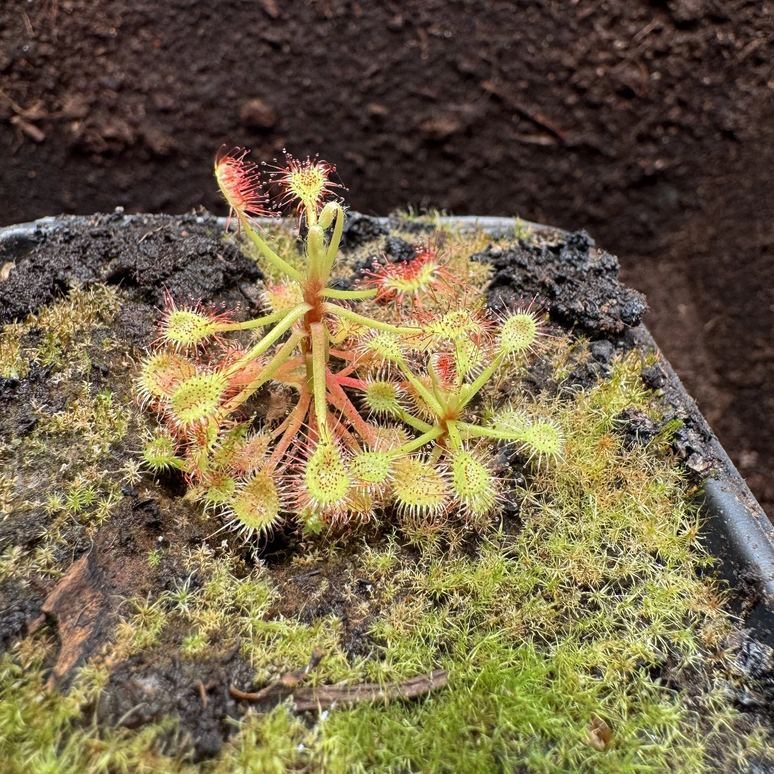 Drosera madagascariensis