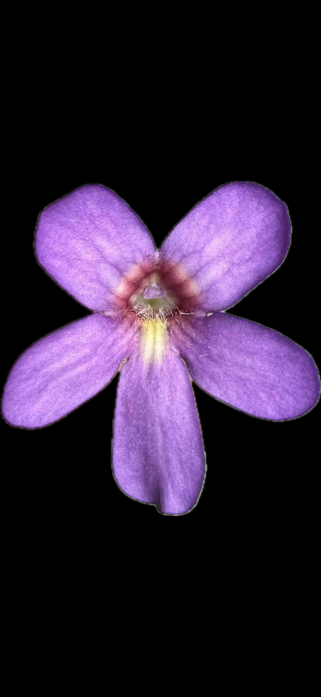 IMG_6616.png
