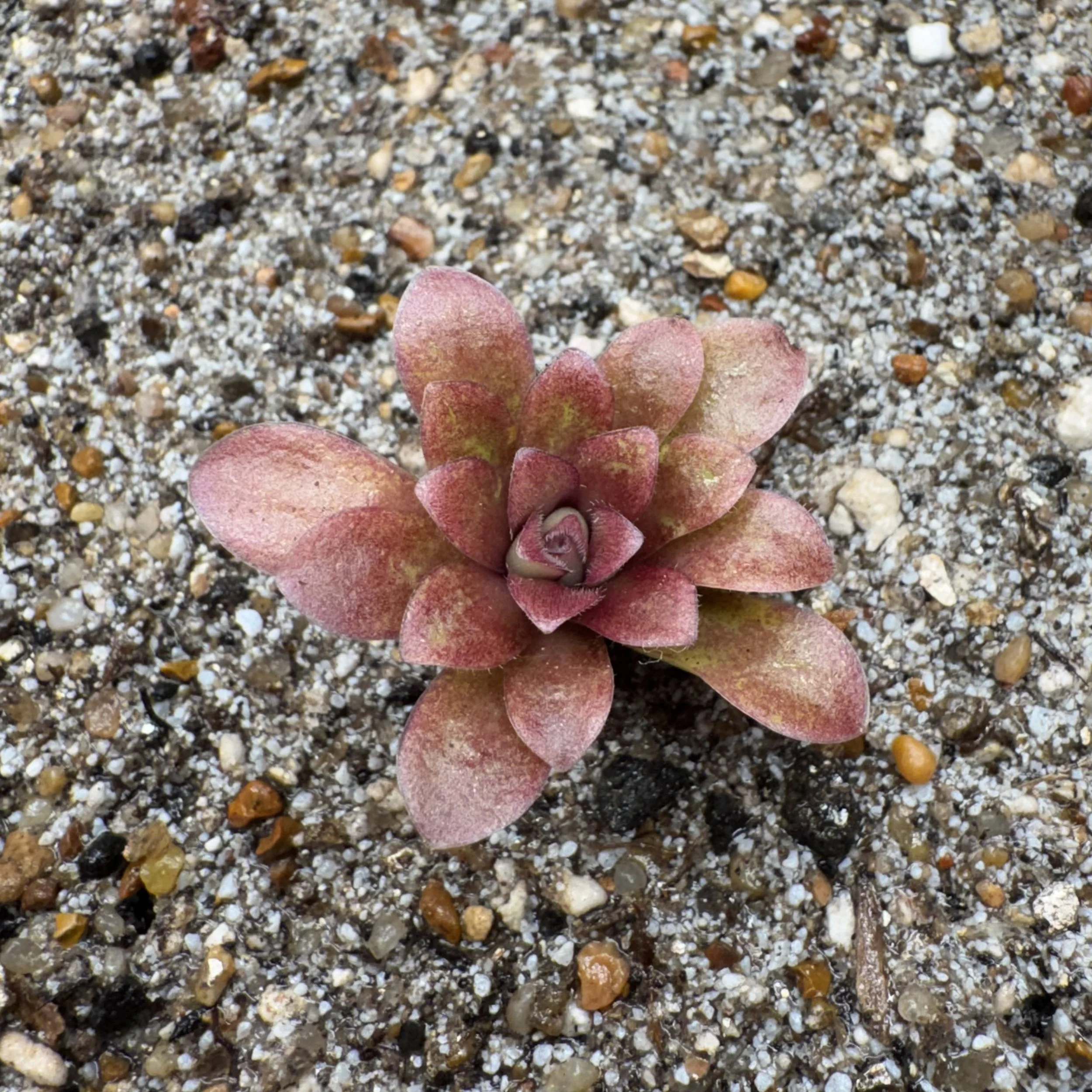 Pinguicula Lavender Lacewing