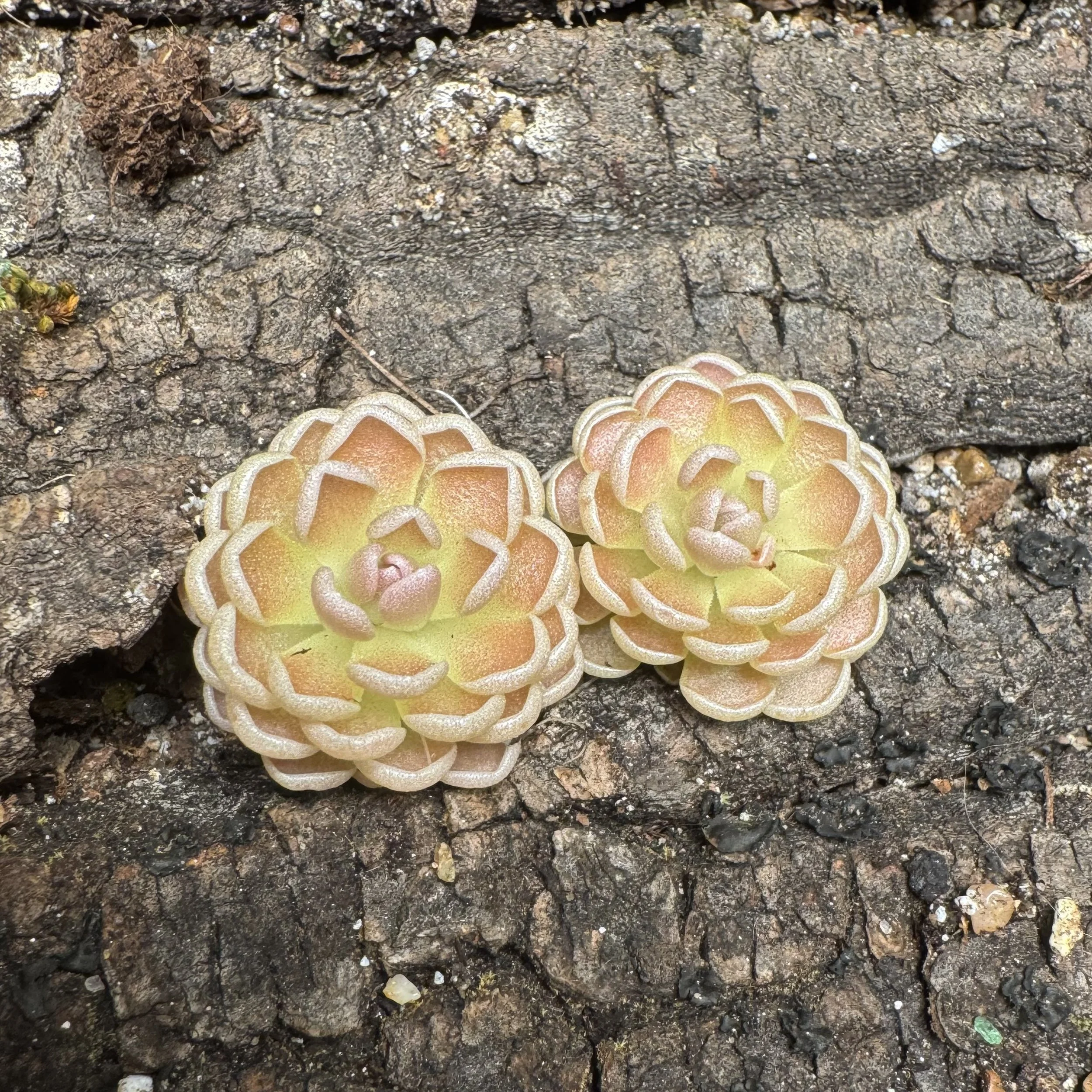 Close-up of a rough, textured bark surface with clusters of pale green and brown succulents at the bottom.