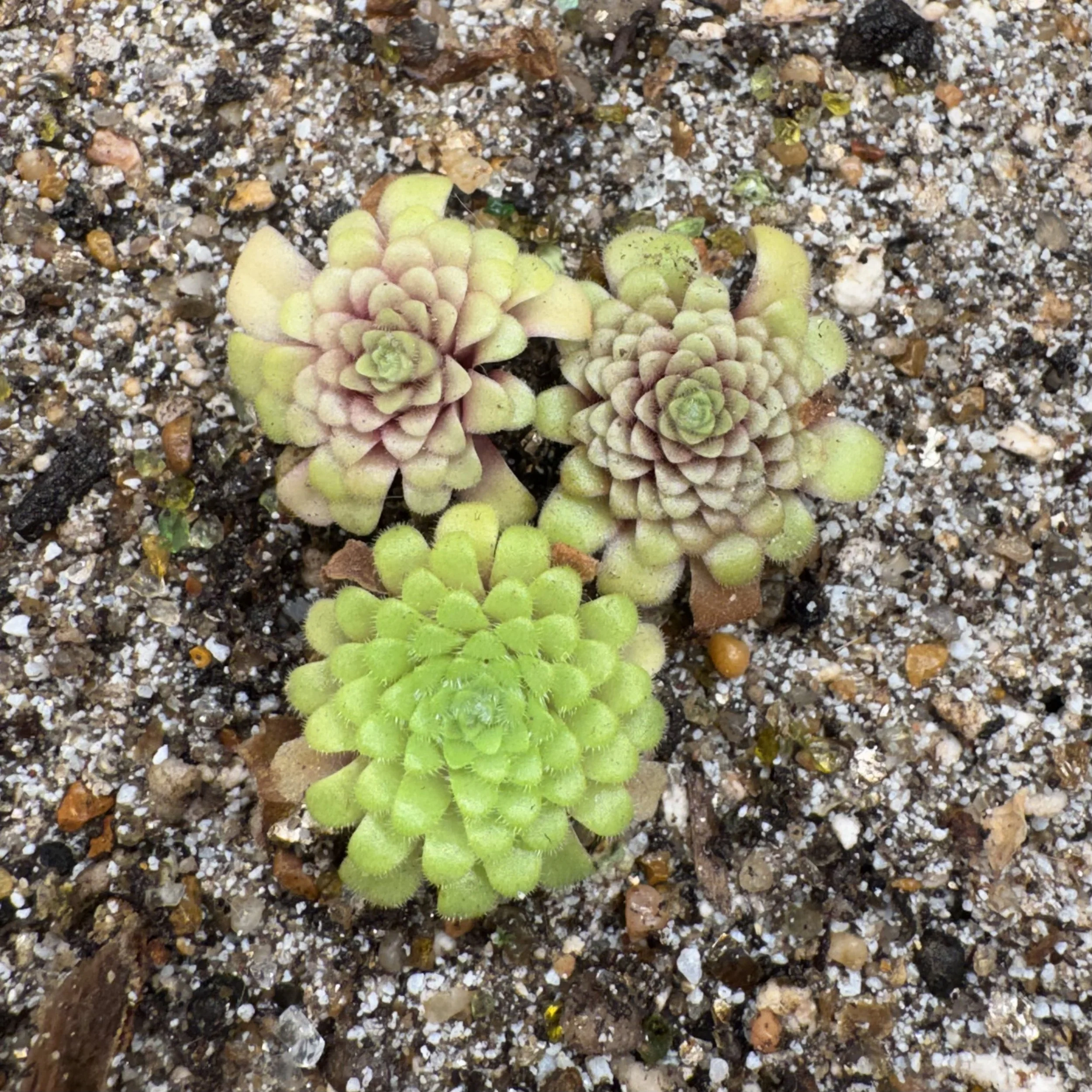 Pinguicula Moranensis var. Roseii