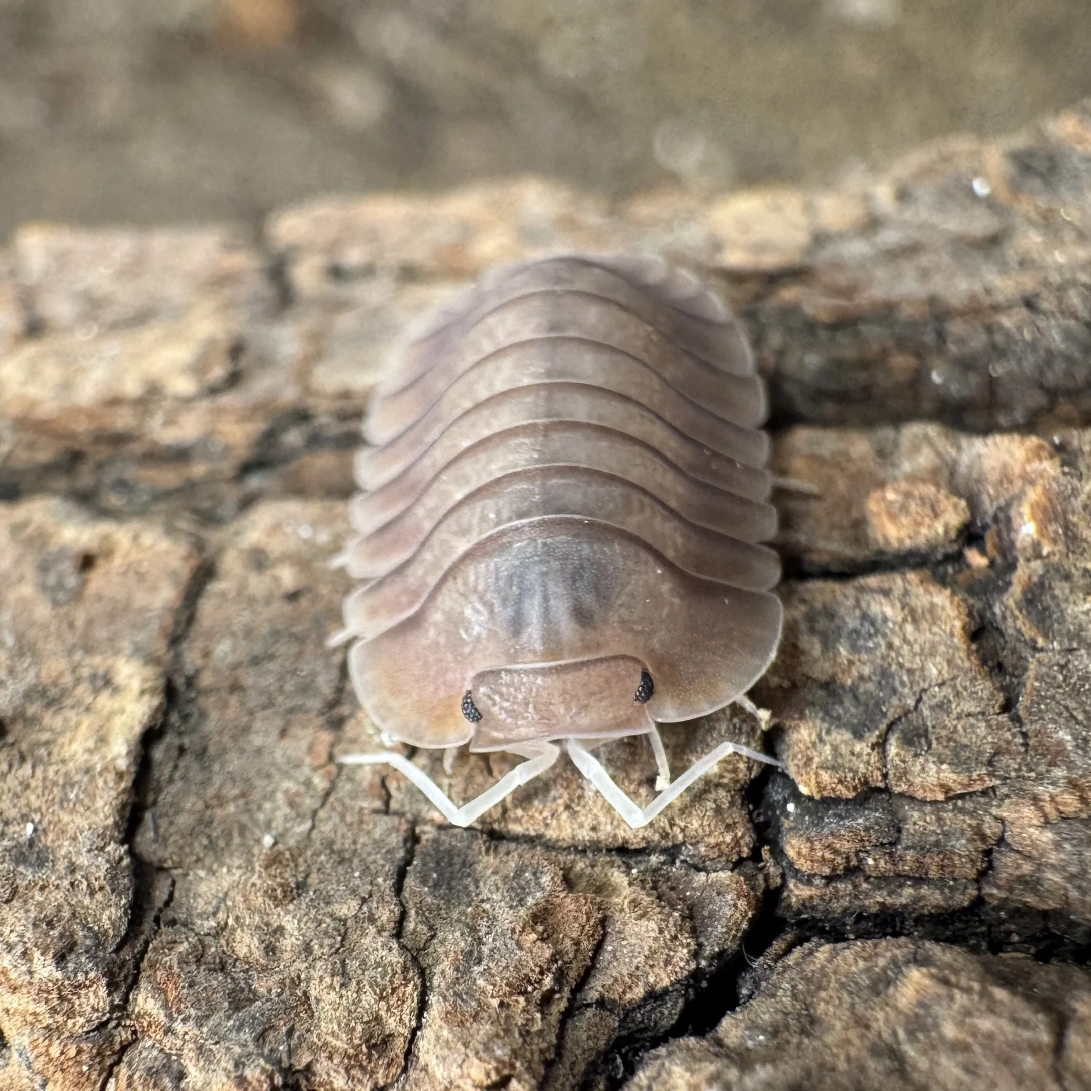 Close-up of a screw embedded in rough, textured wood.