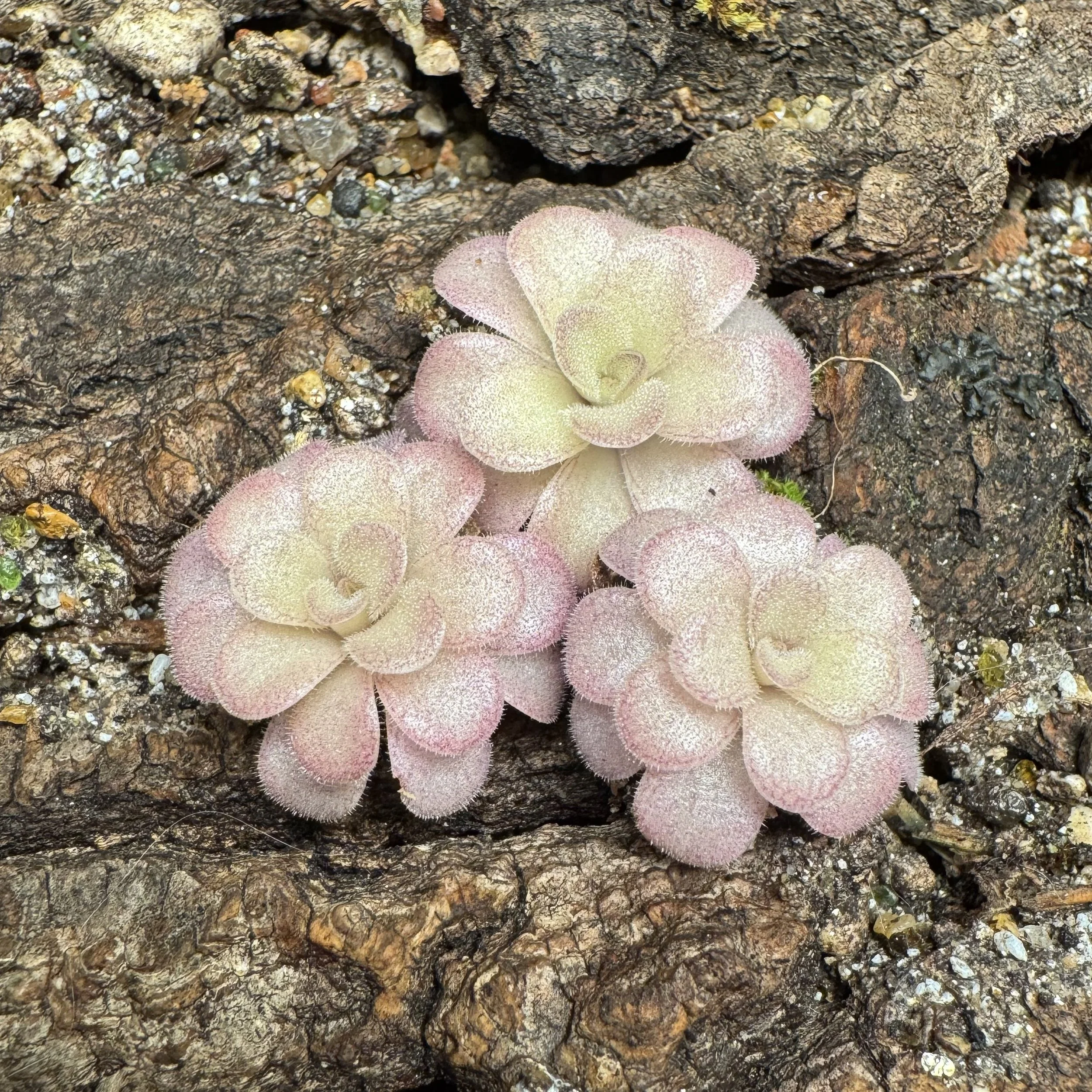 Close-up of layered succulents with green, pale pink, and white leaves planted in dark soil.