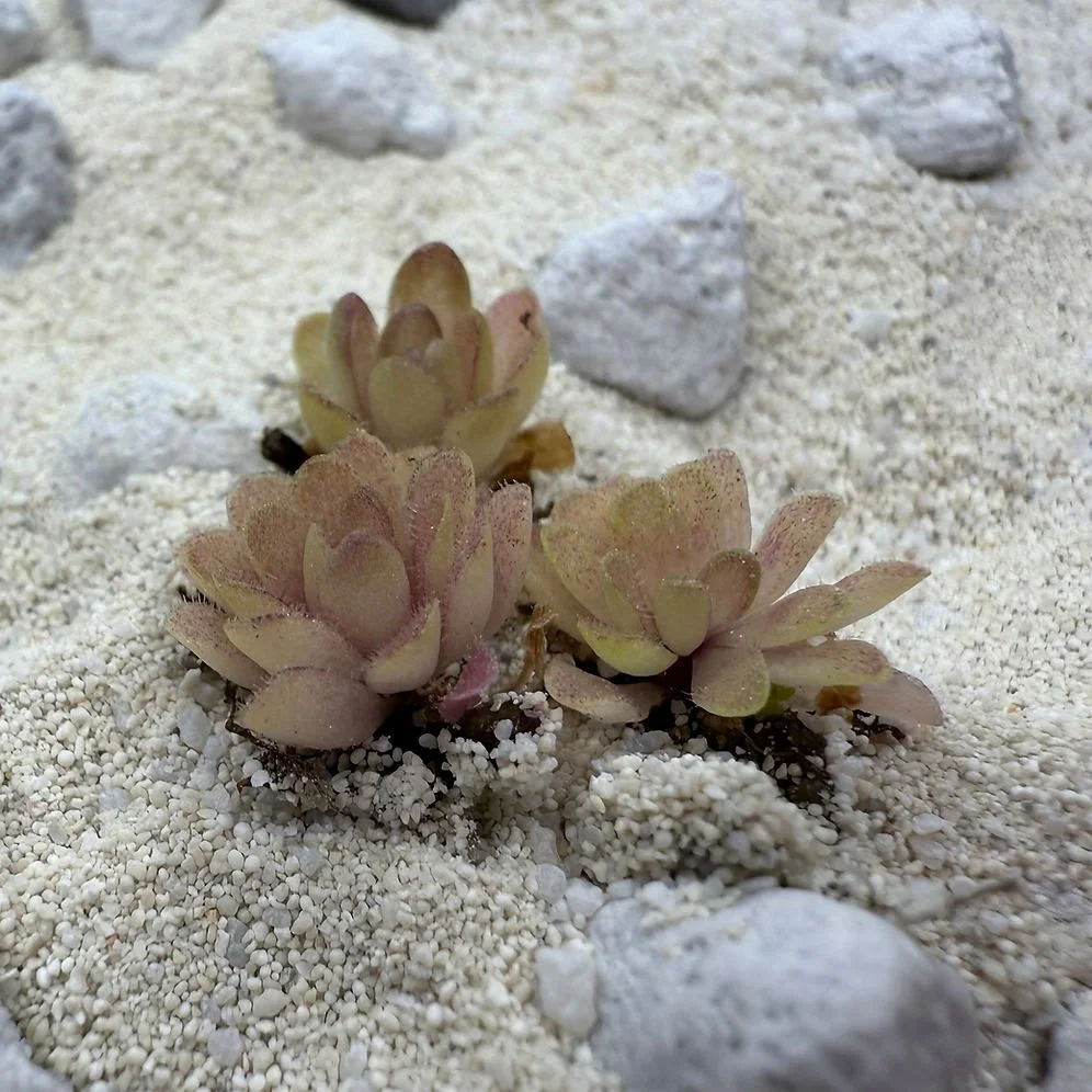 Pinguicula Esseriana x Potosiensis