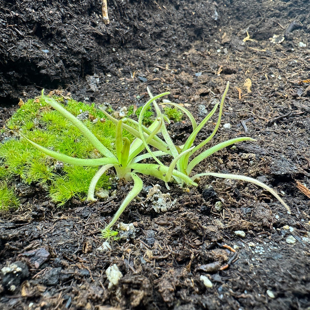 Pinguicula Moctezumae x Filifolia