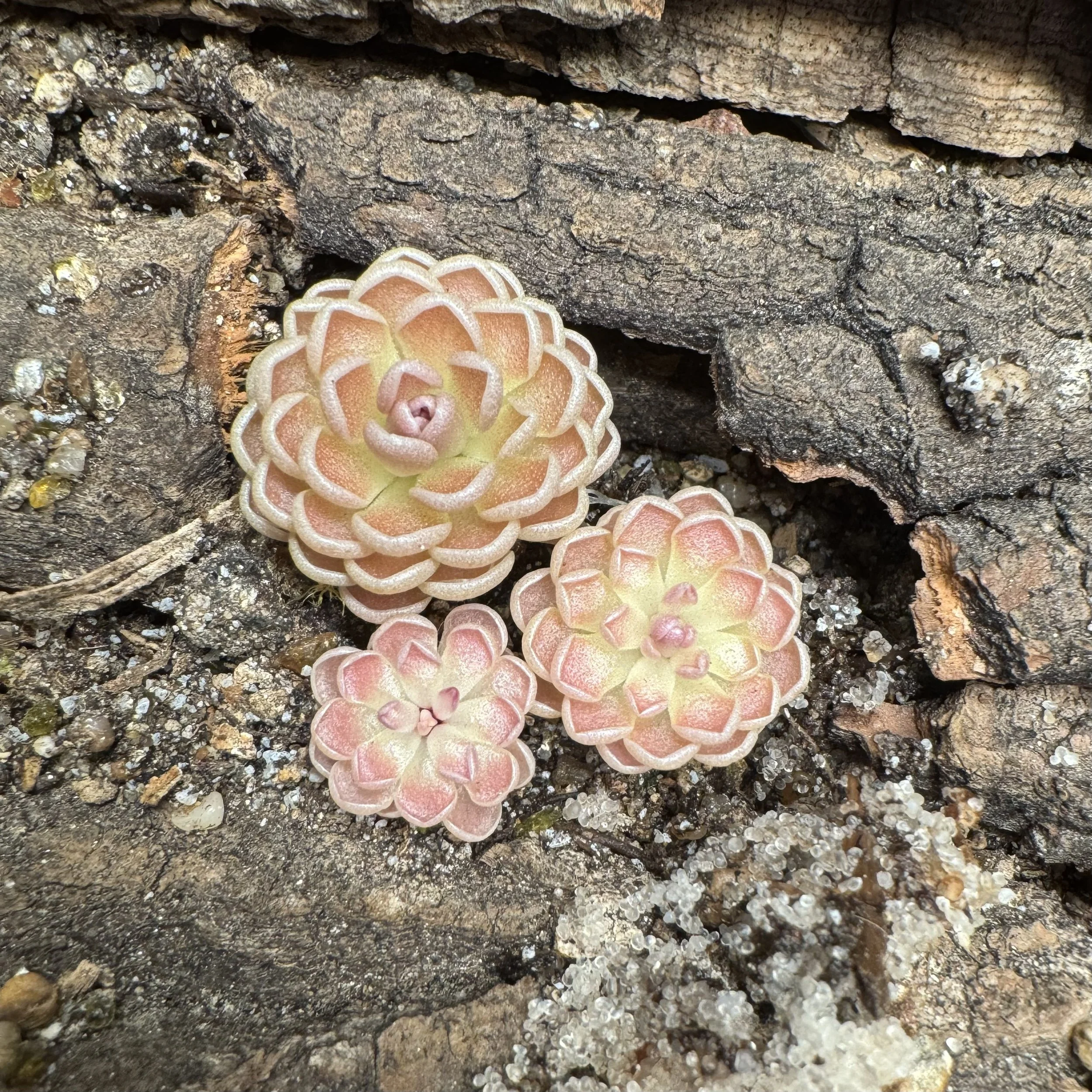 Pinguicula Ehlersiae {Victoria}