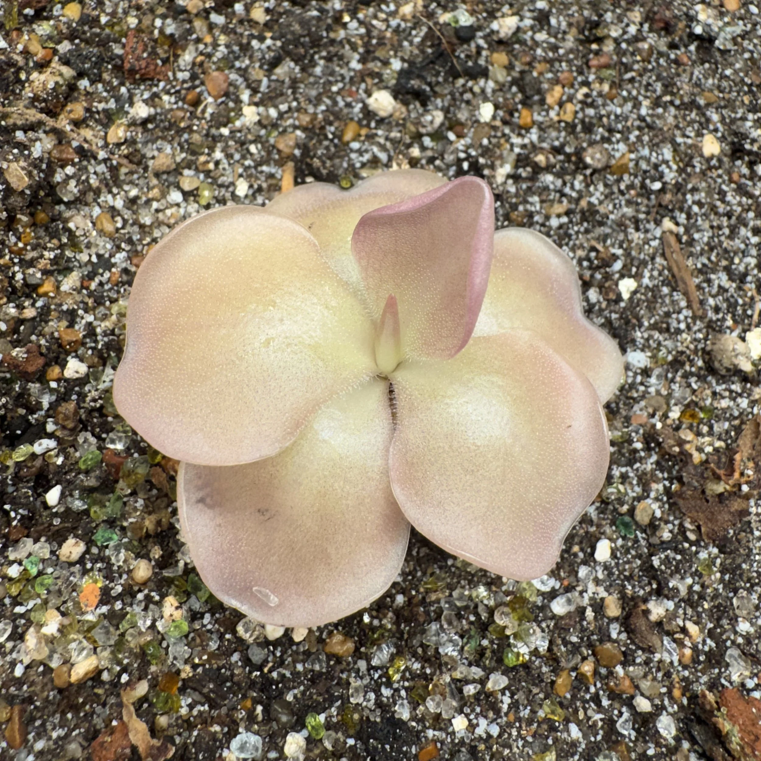 Pinguicula John Rizzi
