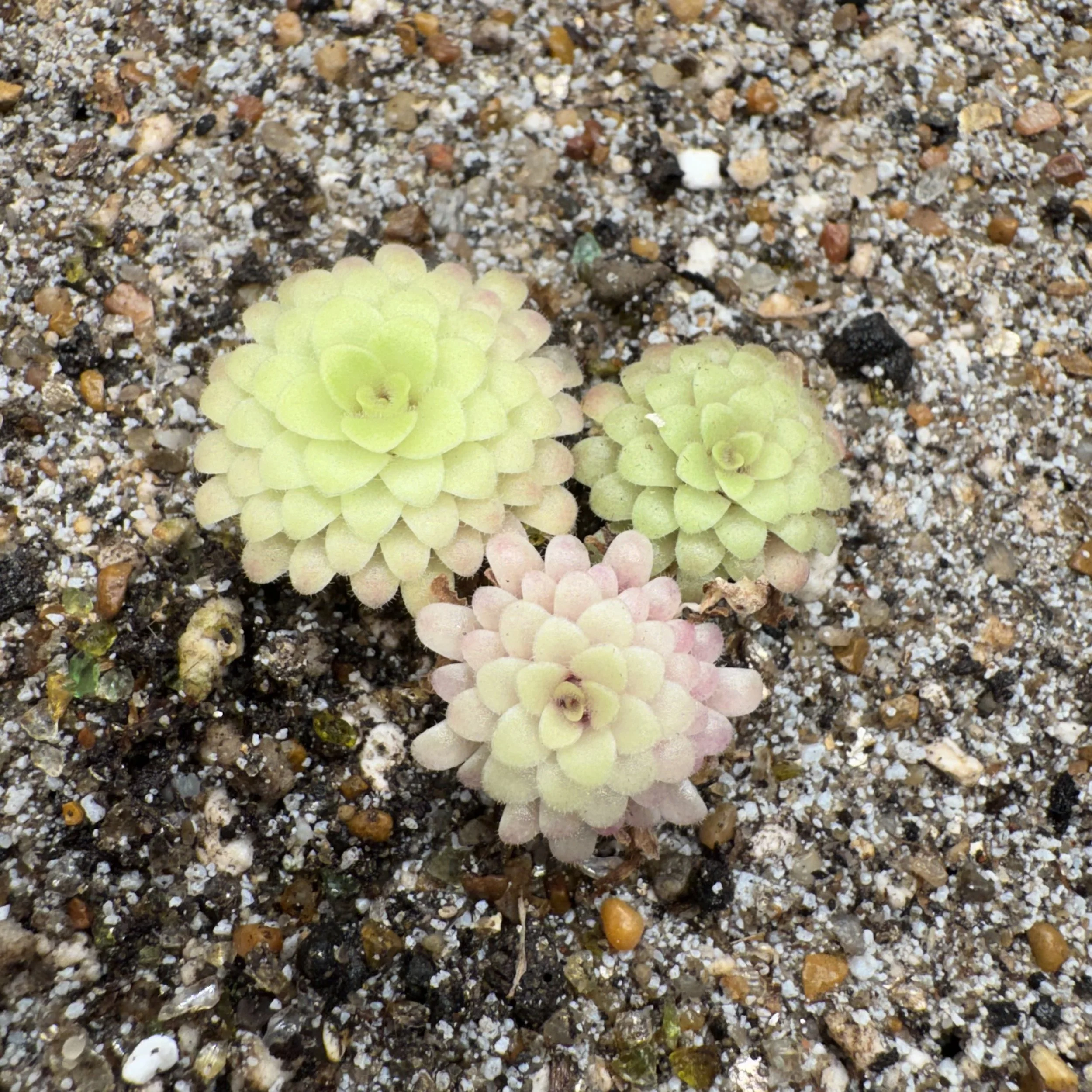 Pinguicula Moranensis x Yucca Do 1718