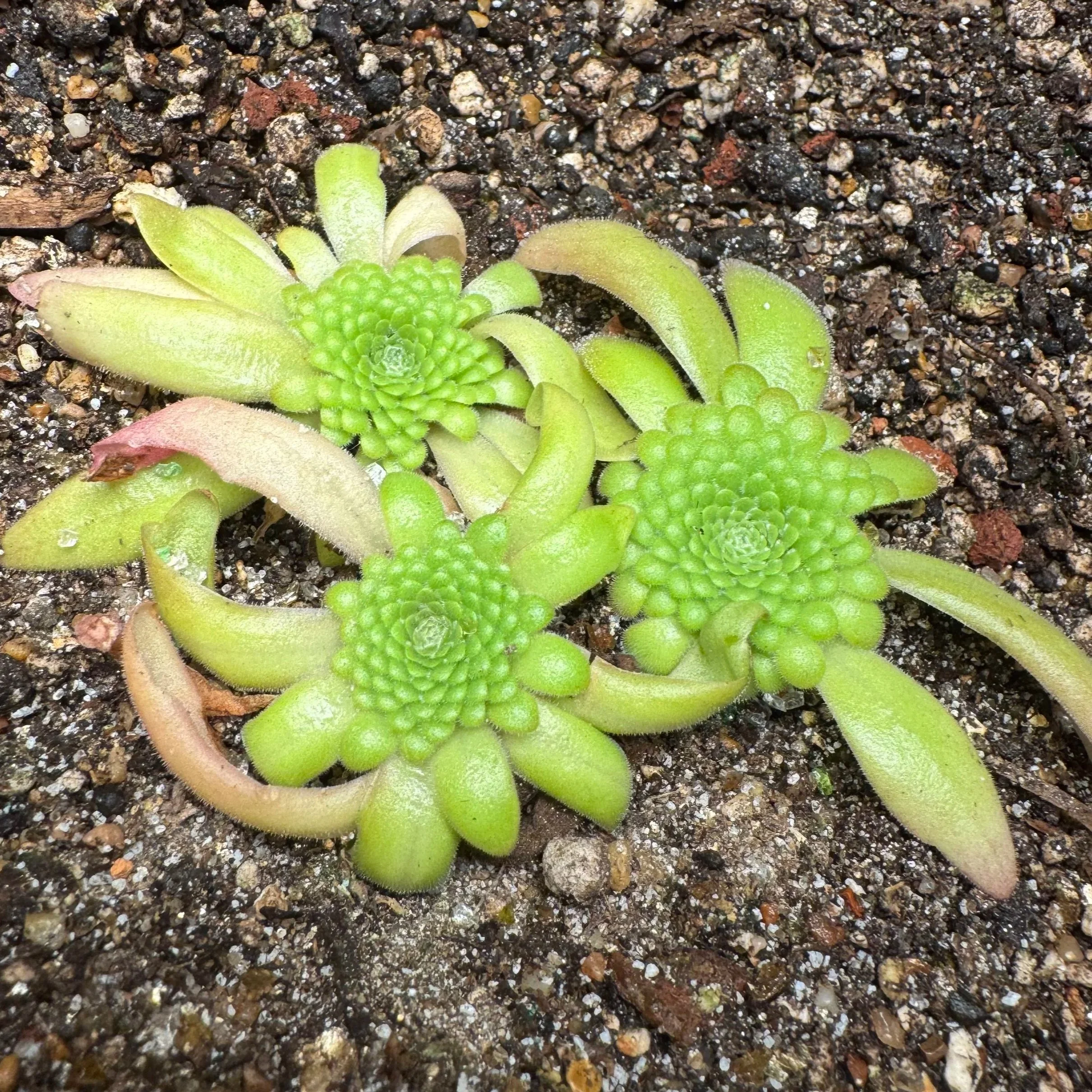 Close-up of a small succulent plant with green rosette-shaped leaves, growing in dark, gritty soil.