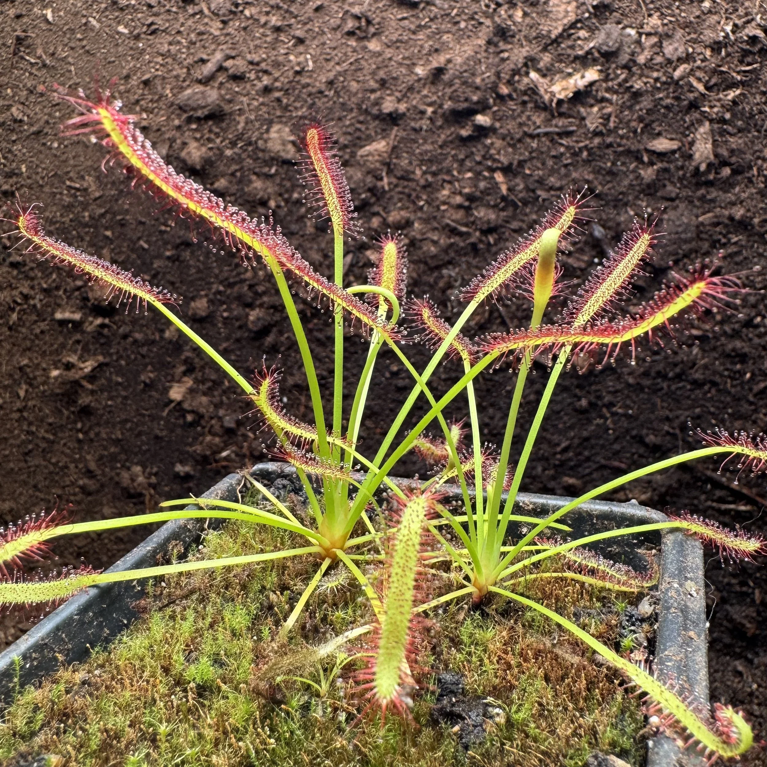 Close-up of a sundew plant with reddish-trunked tentacles covered in sticky droplets, growing in dark soil.
