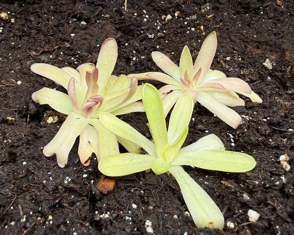 Moctezumae Hybrids Trio