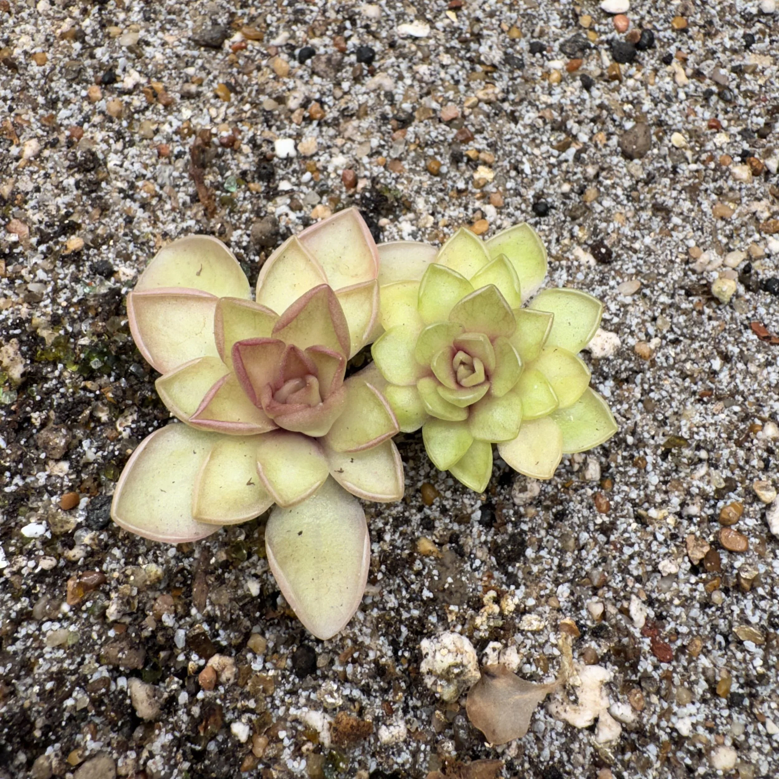 Pinguicula Moranensis 'J'