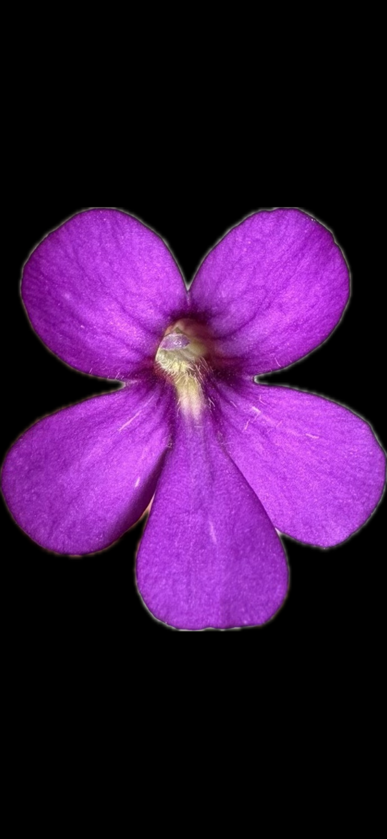 Pinguicula laueana x Huahuapan