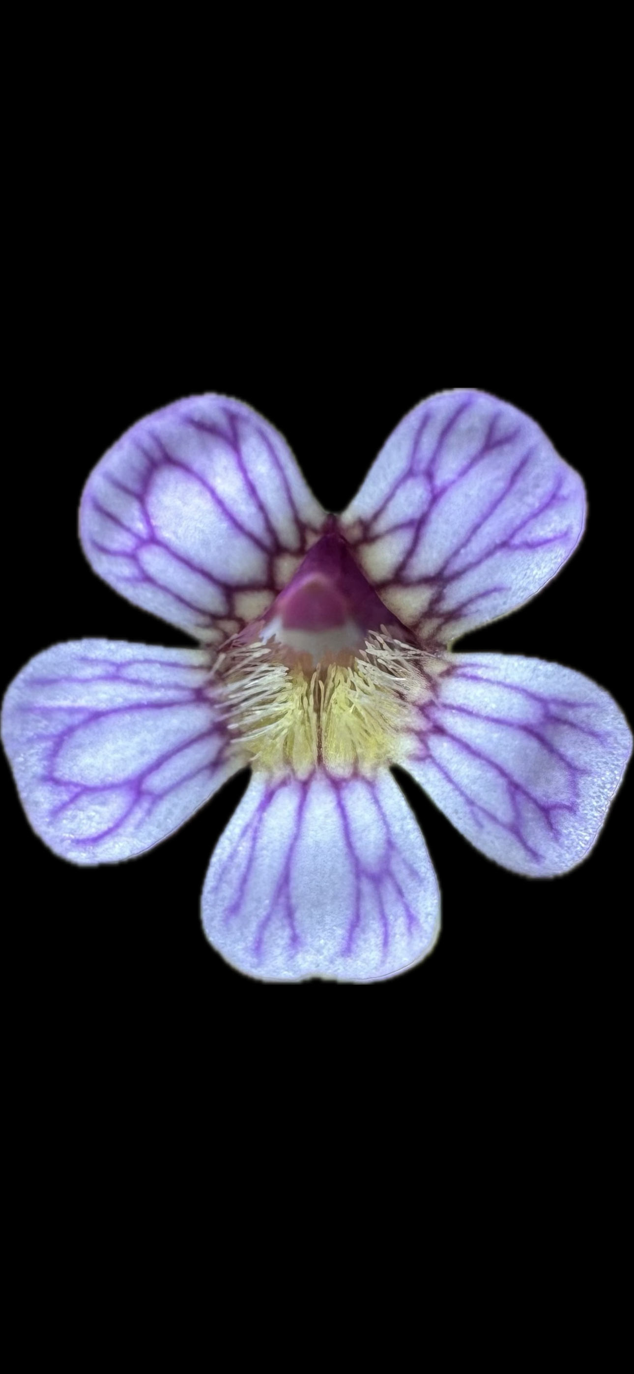 IMG_7335.png