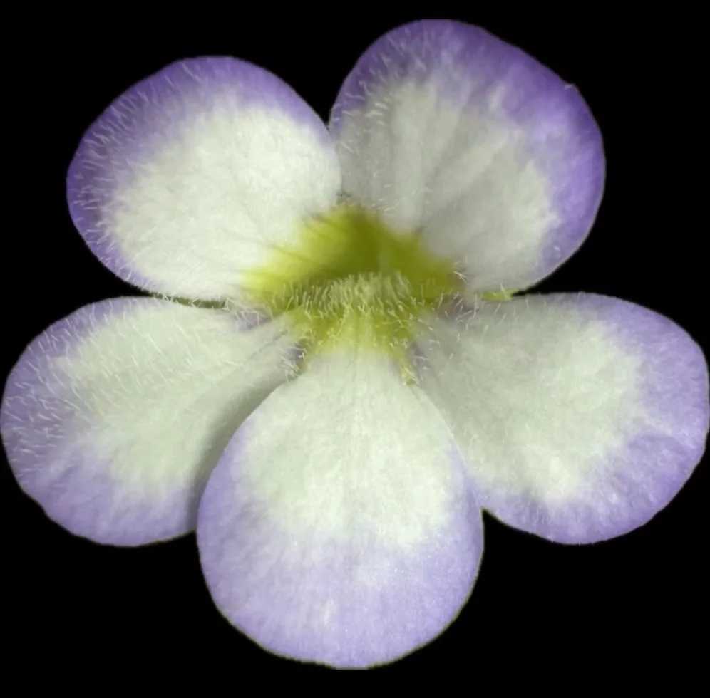 Pinguicula Agnata 'Red Leaf'