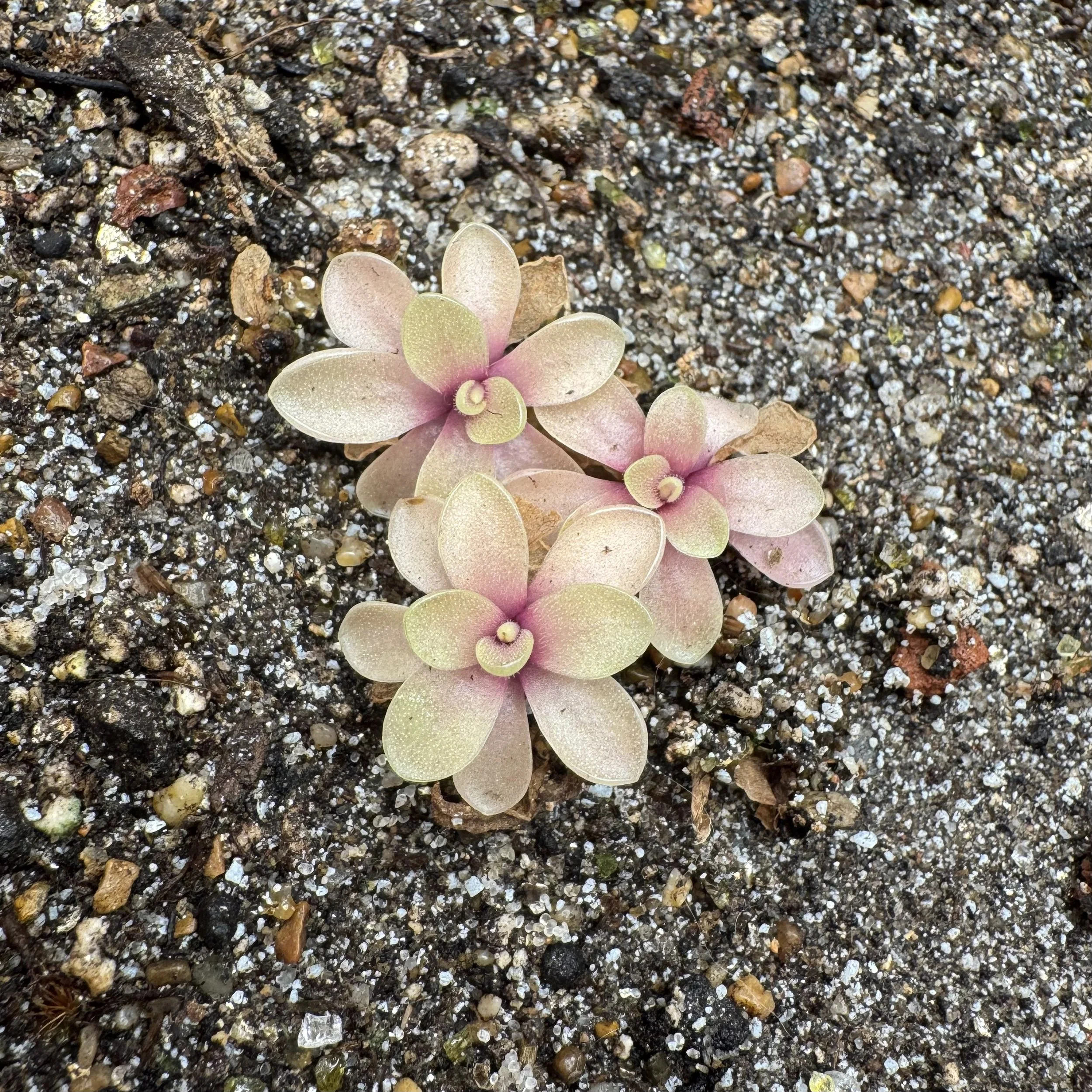 Pinguicula Gigantea 'Red blush' x Emarginata