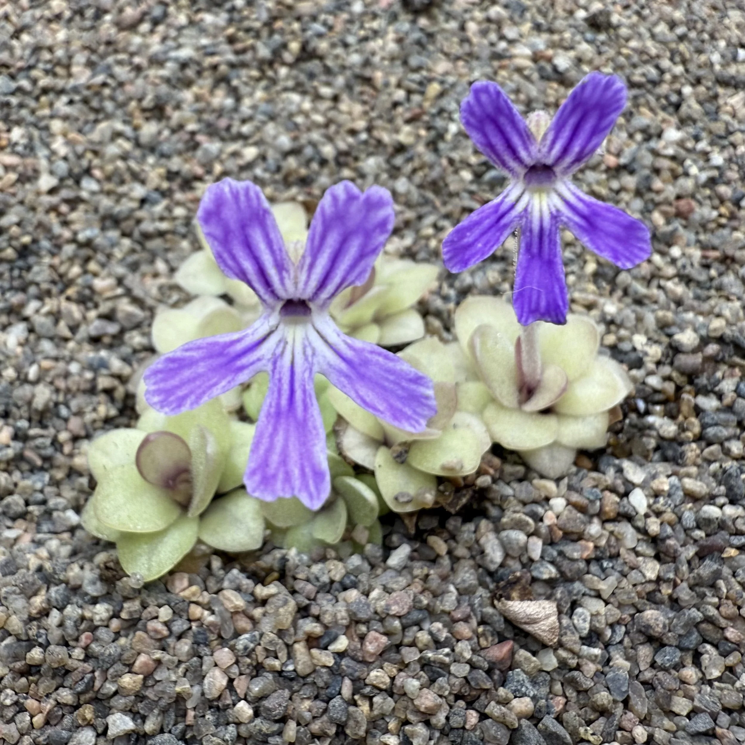 Close-up photo of a purple flower with striped petals growing in a sandy, gravelly area.