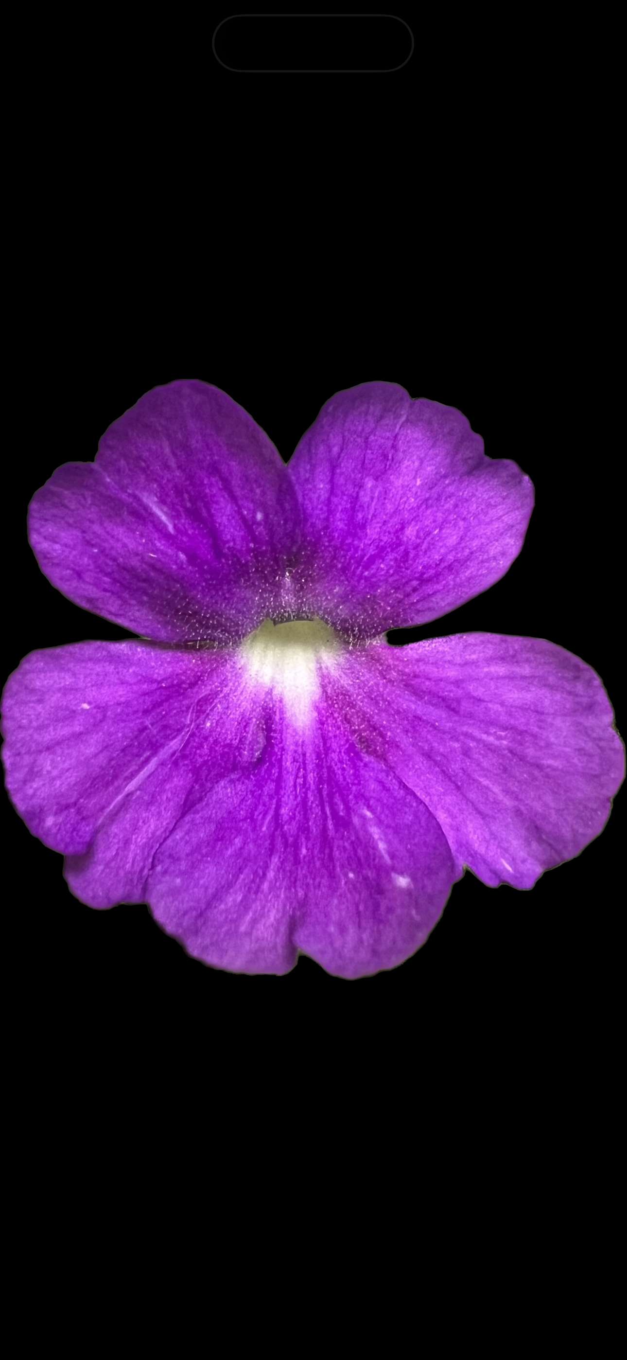 Pinguicula Sumidero II