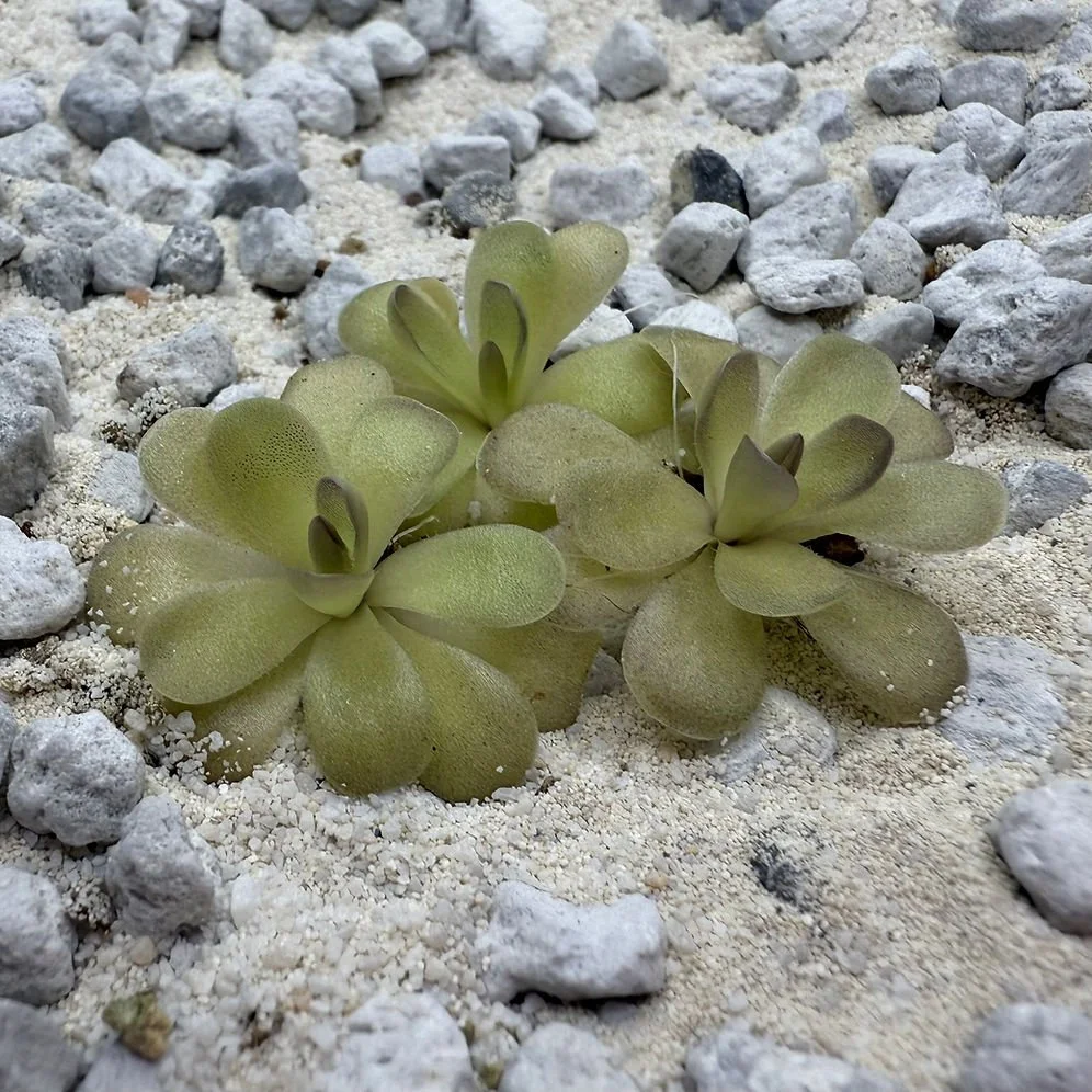 Pinguicula Agnata 'Yellow leaf' x Cyclosecta