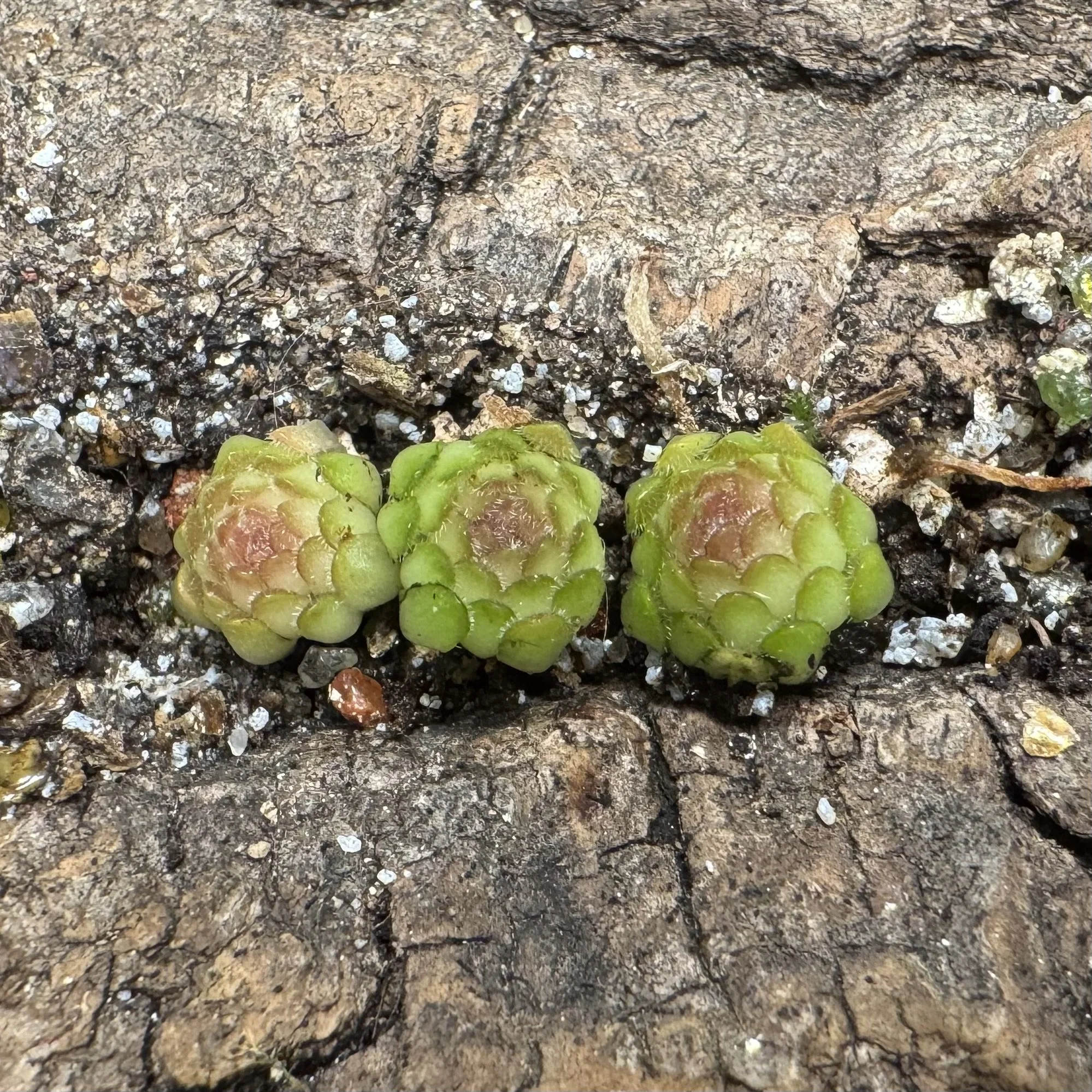 Pinguicula Calderoniae x Gypsicola