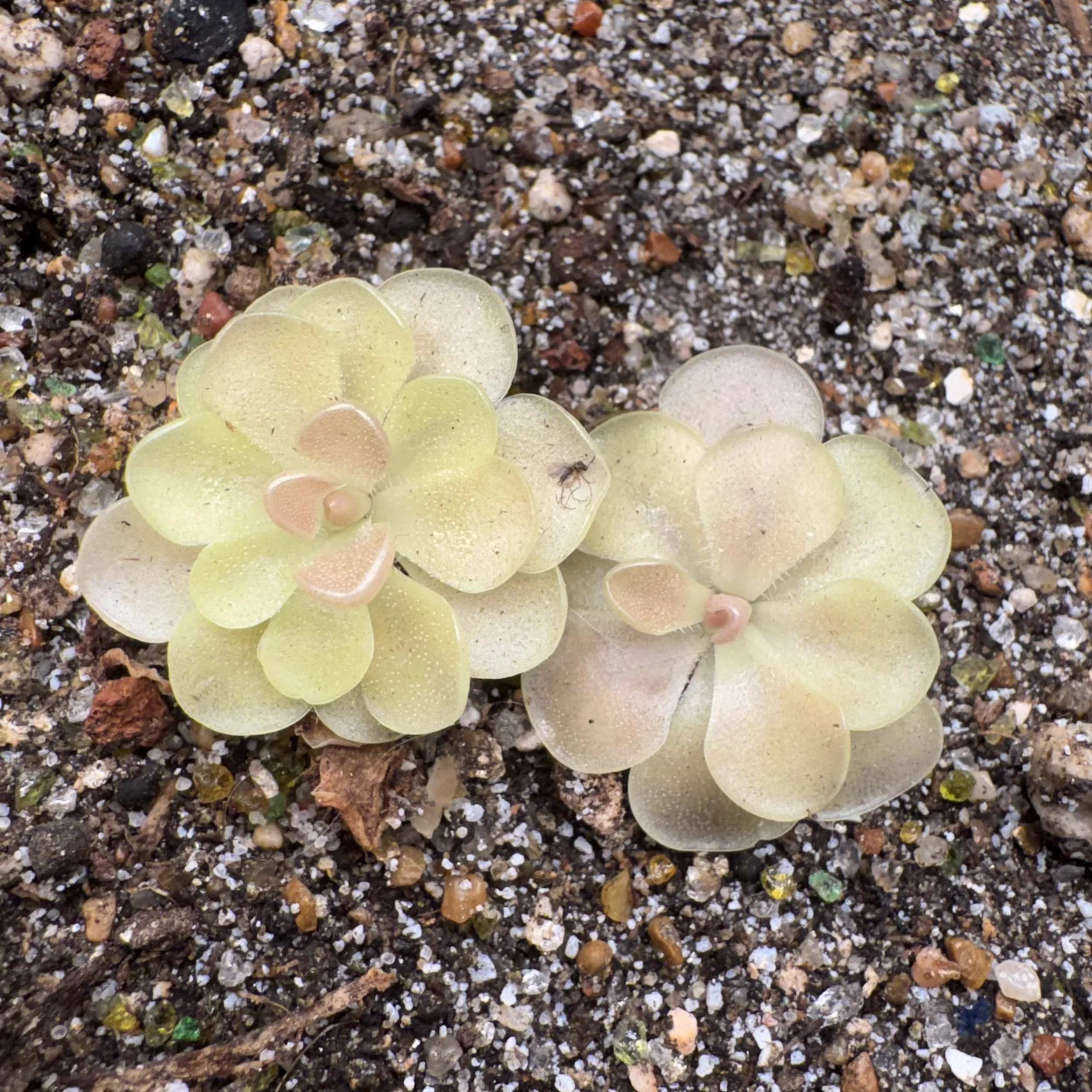 Pinguicula Laueana x Cyclosecta