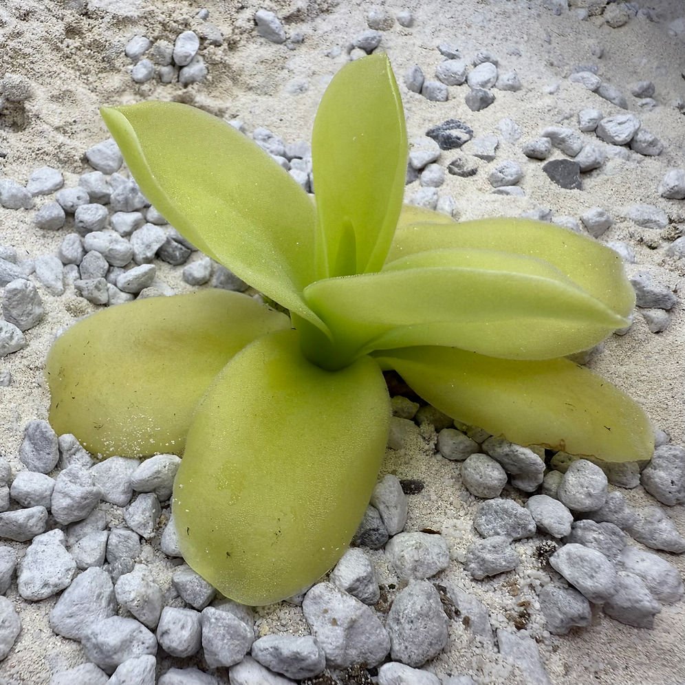 Pinguicula Gigantea 'White flower'
