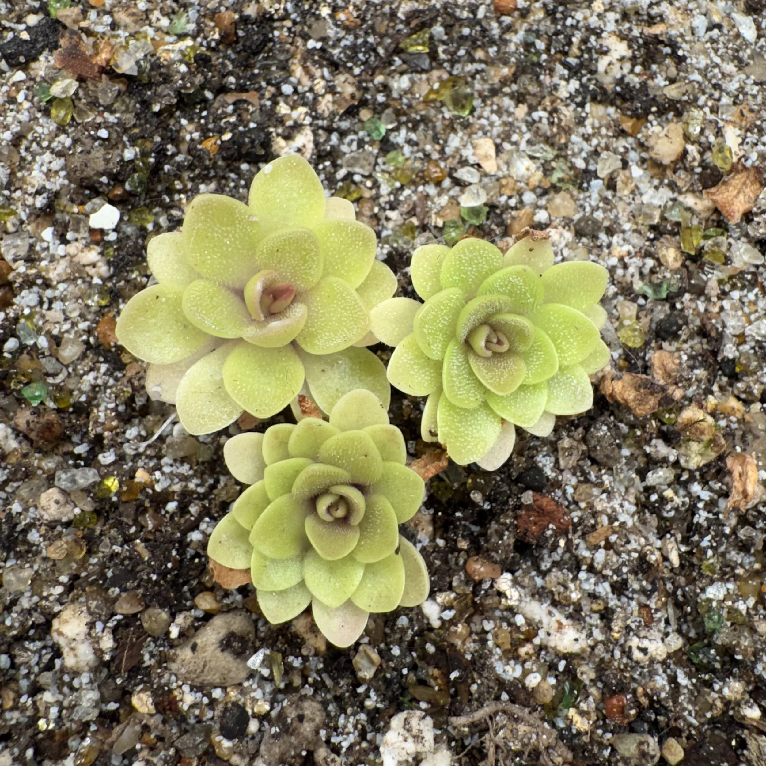 Pinguicula Rectifolia {Huahuapan}