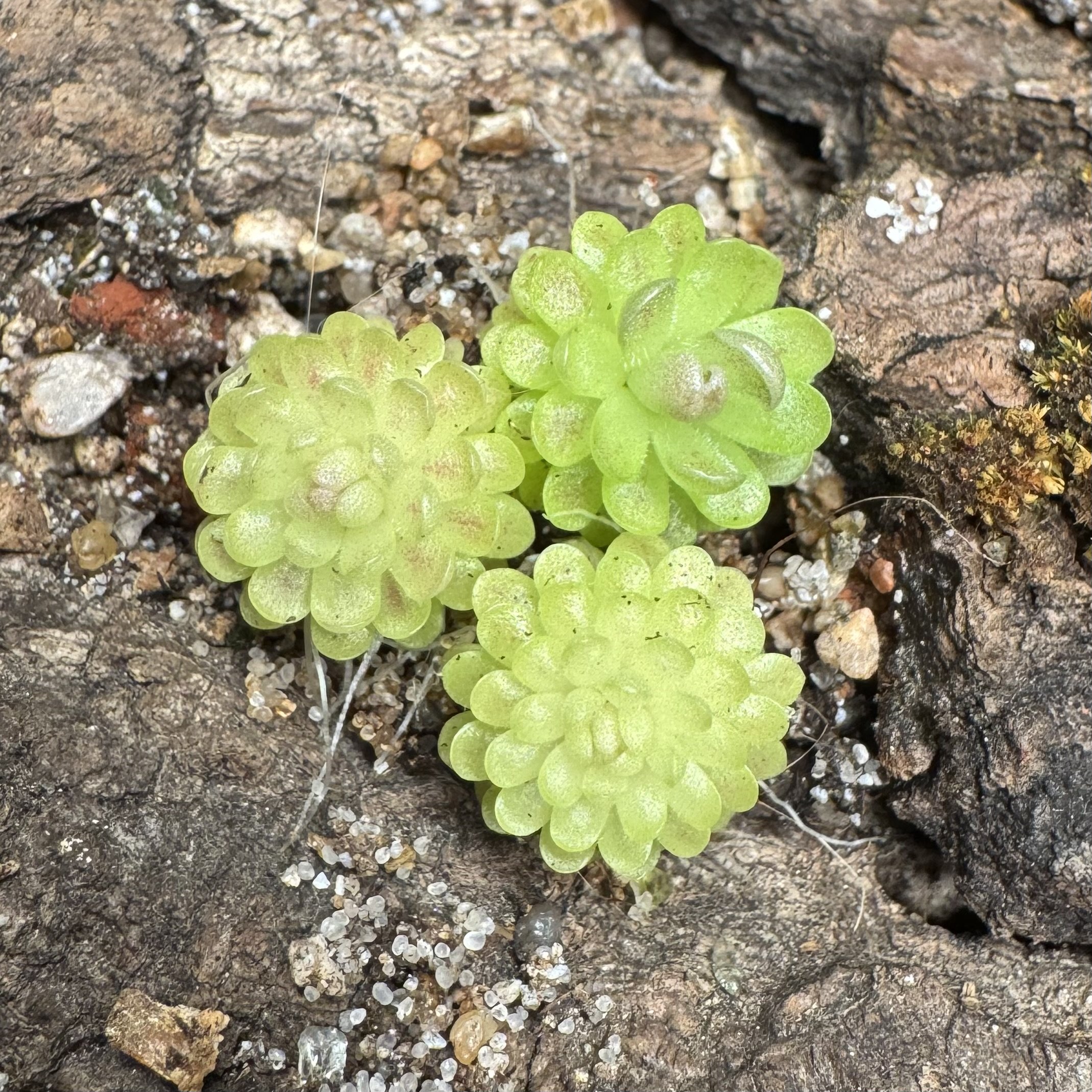 Pinguicula Debbertiana