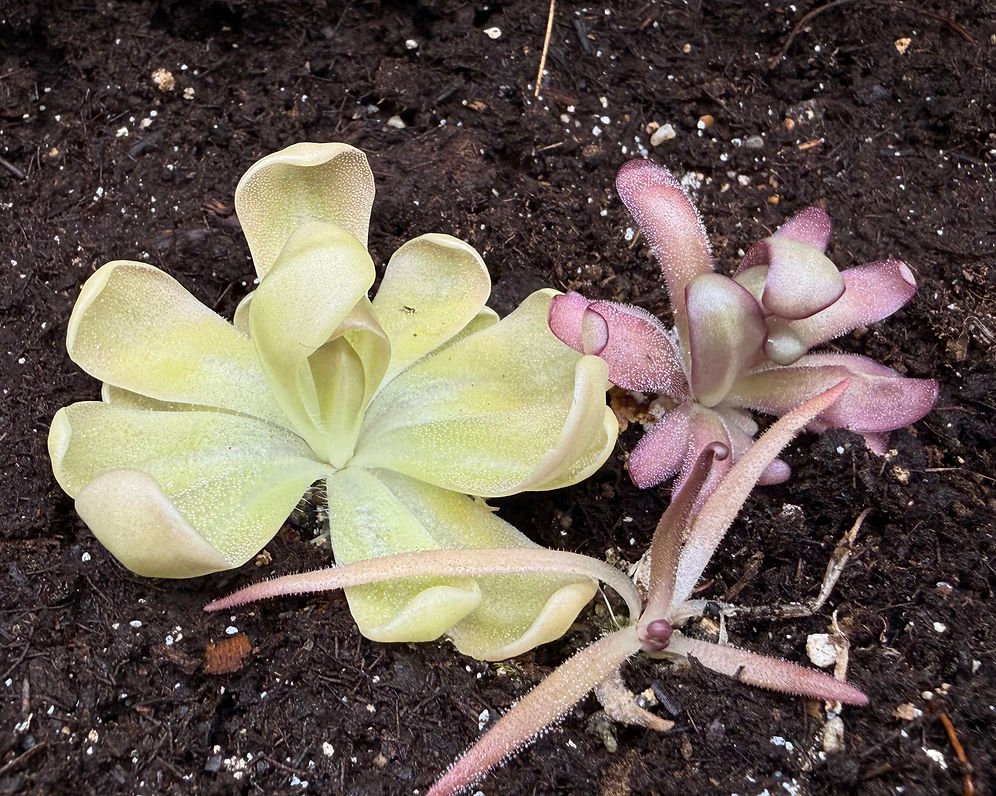 Gypsicola Hybrids Trio