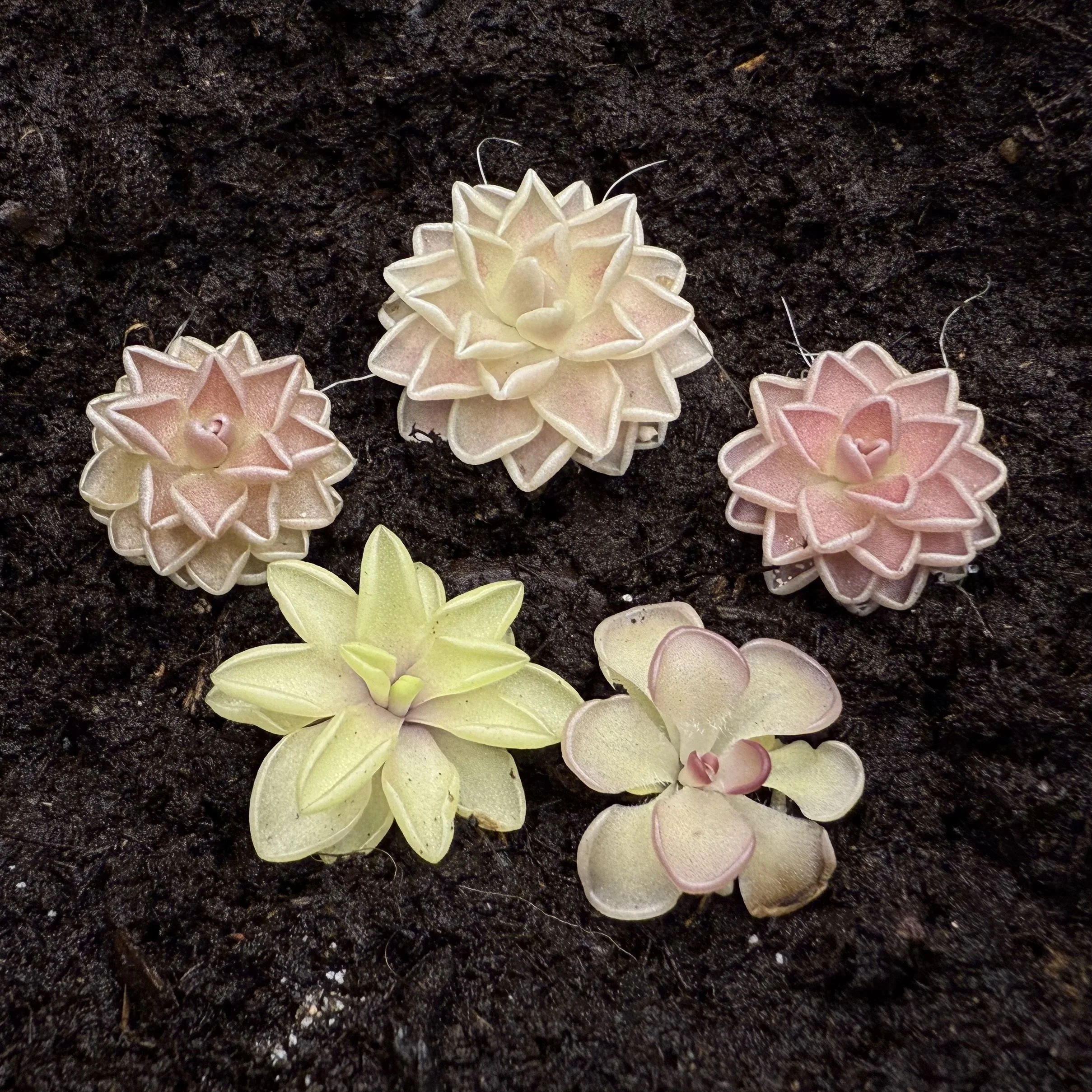 Colorful succulent plants with fleshy leaves in green, pink, and peach shades, arranged in rosette shapes on dark soil.