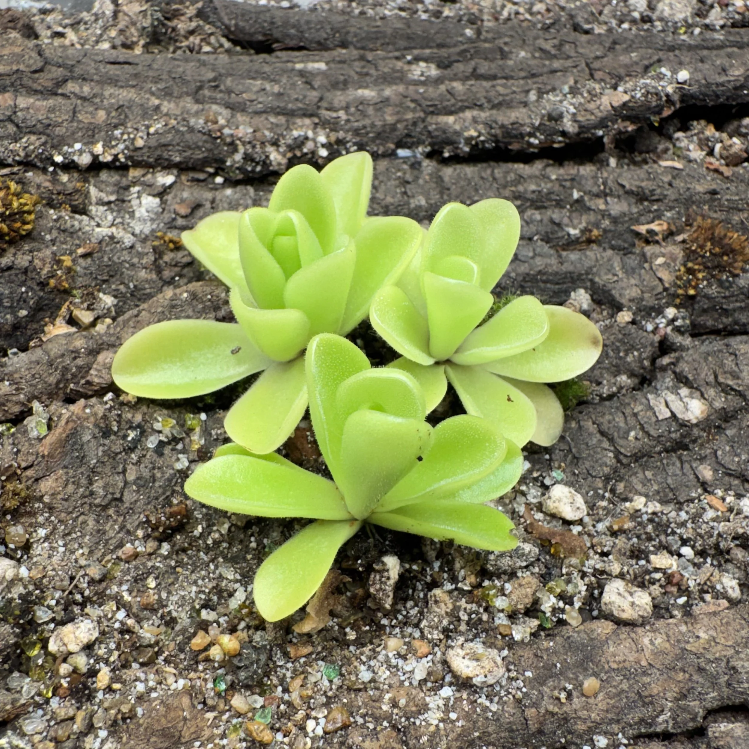 Pinguicula Alfred Lau 13
