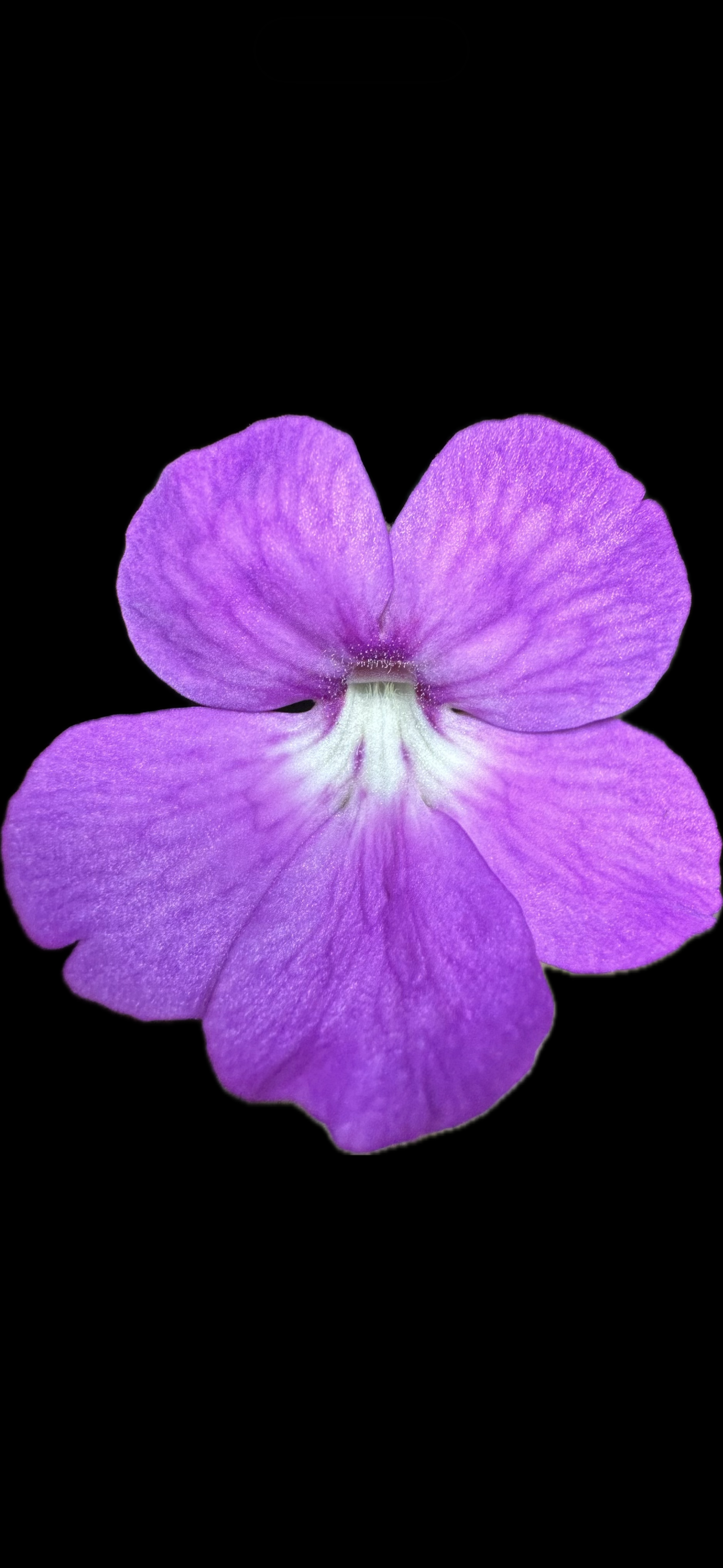 IMG_7313.png