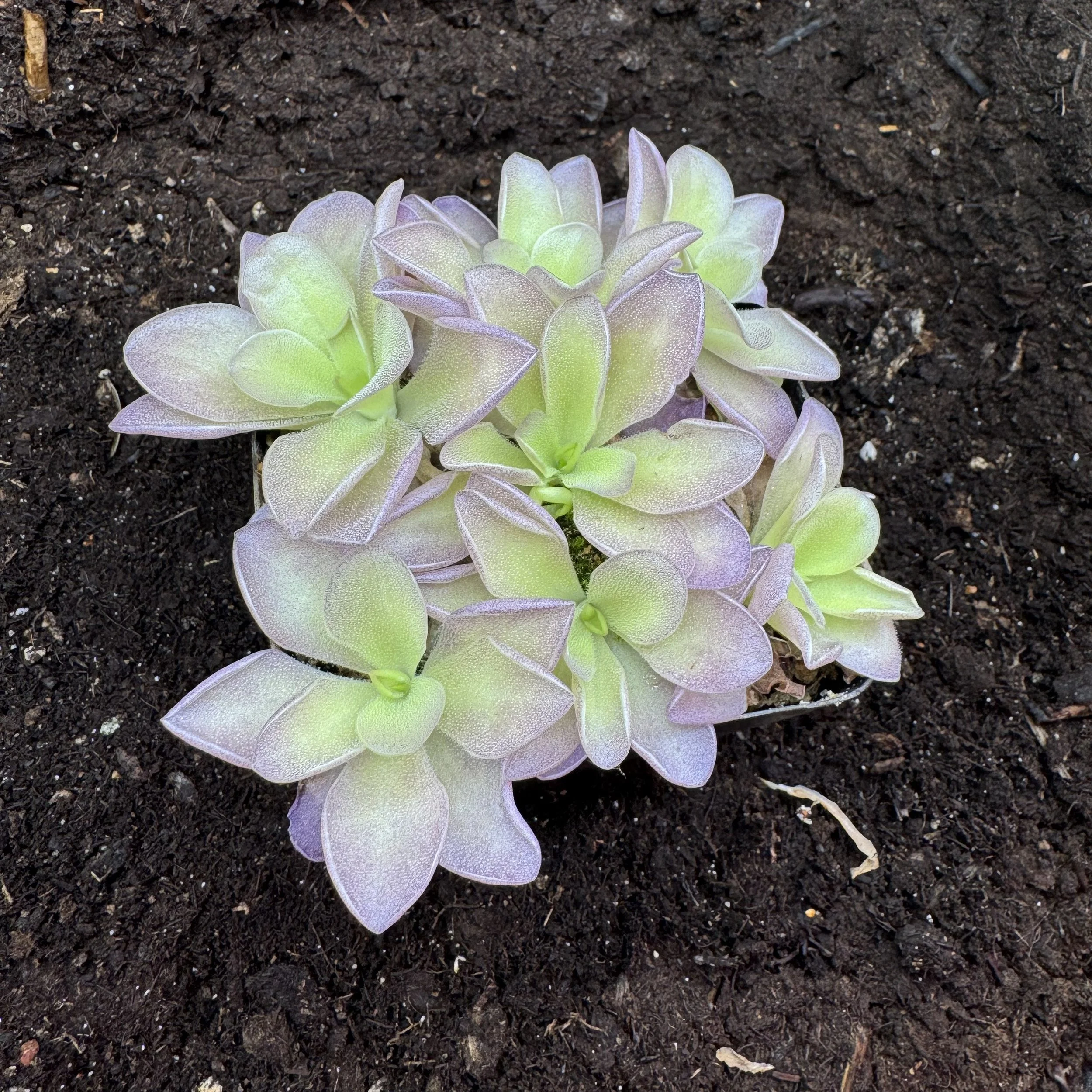Pinguicula Colimensis x Cyclosecta