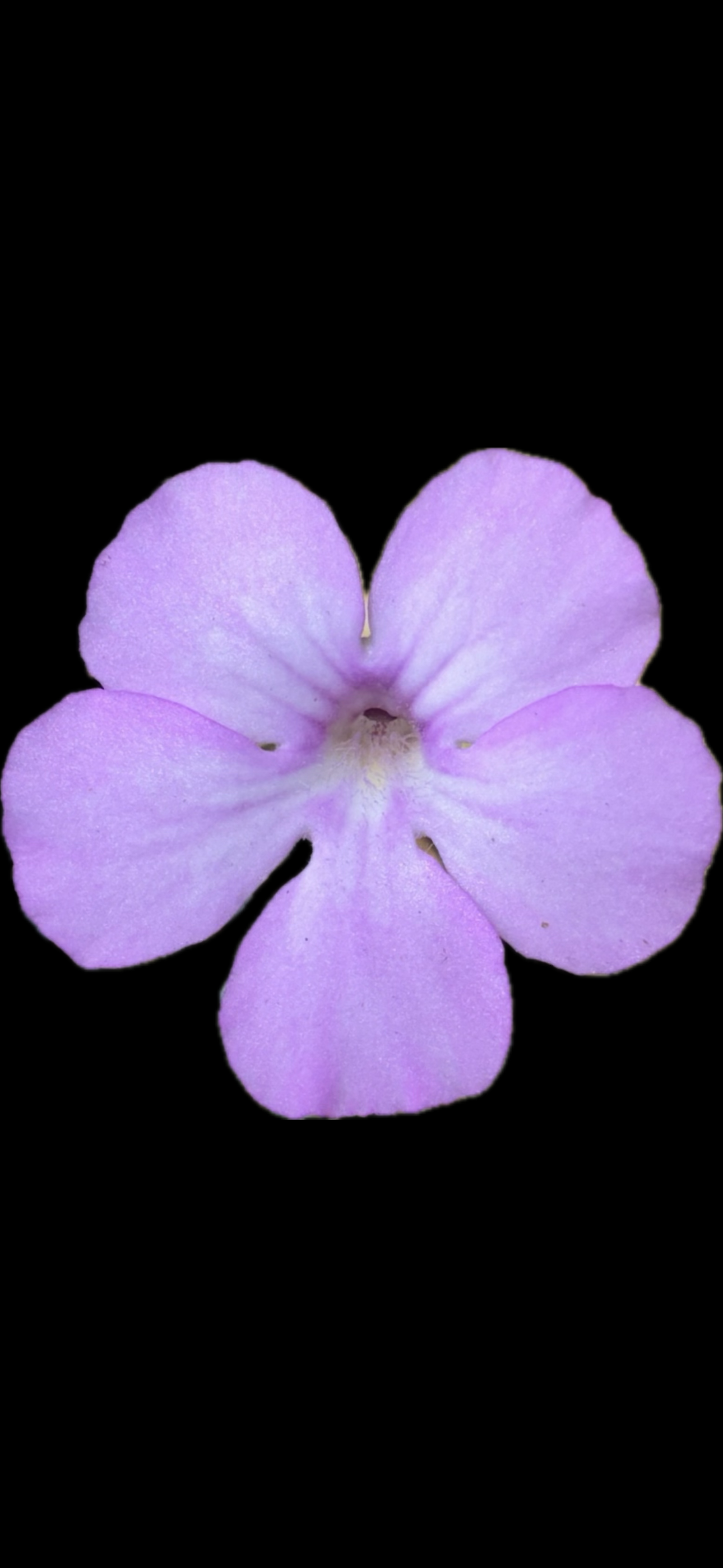 IMG_7304.png