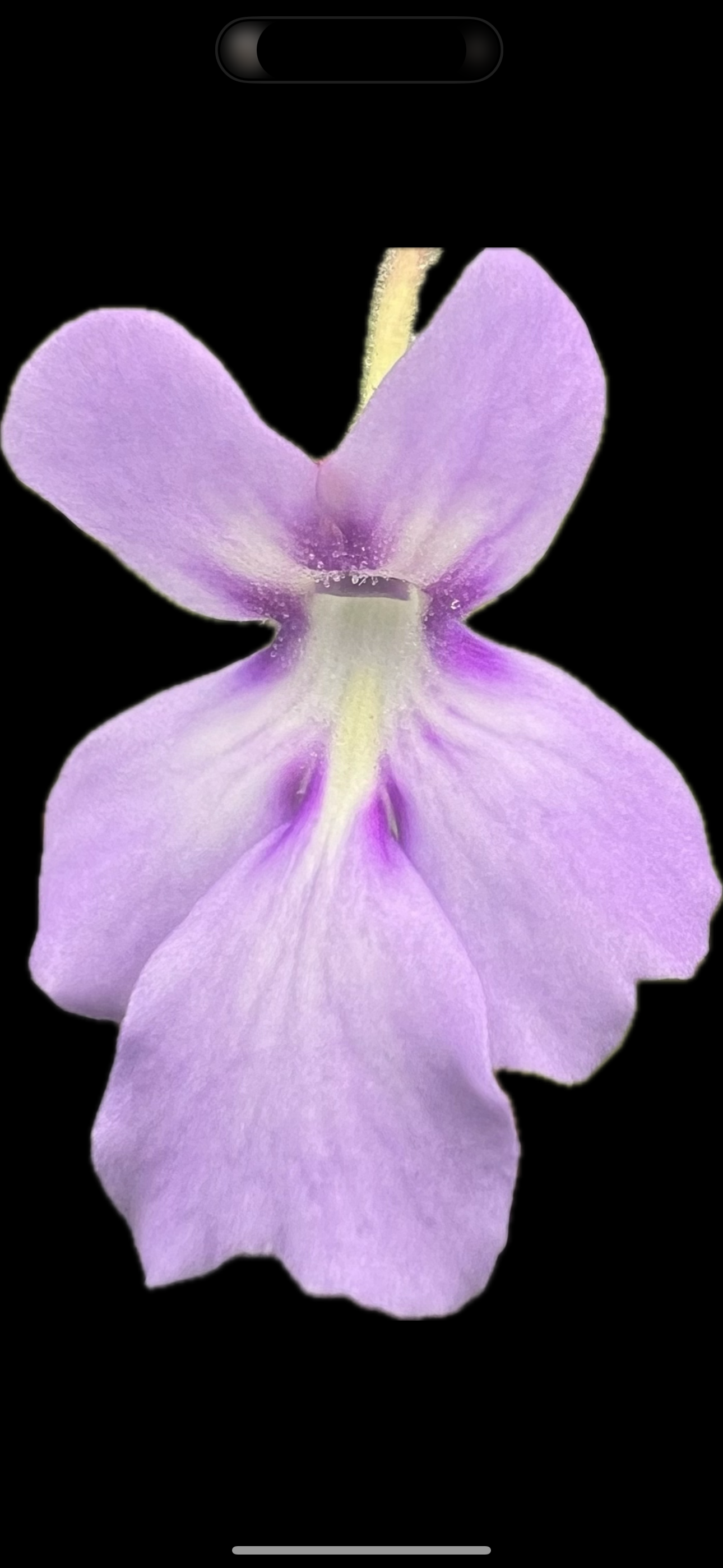 Pinguicula Anpa D