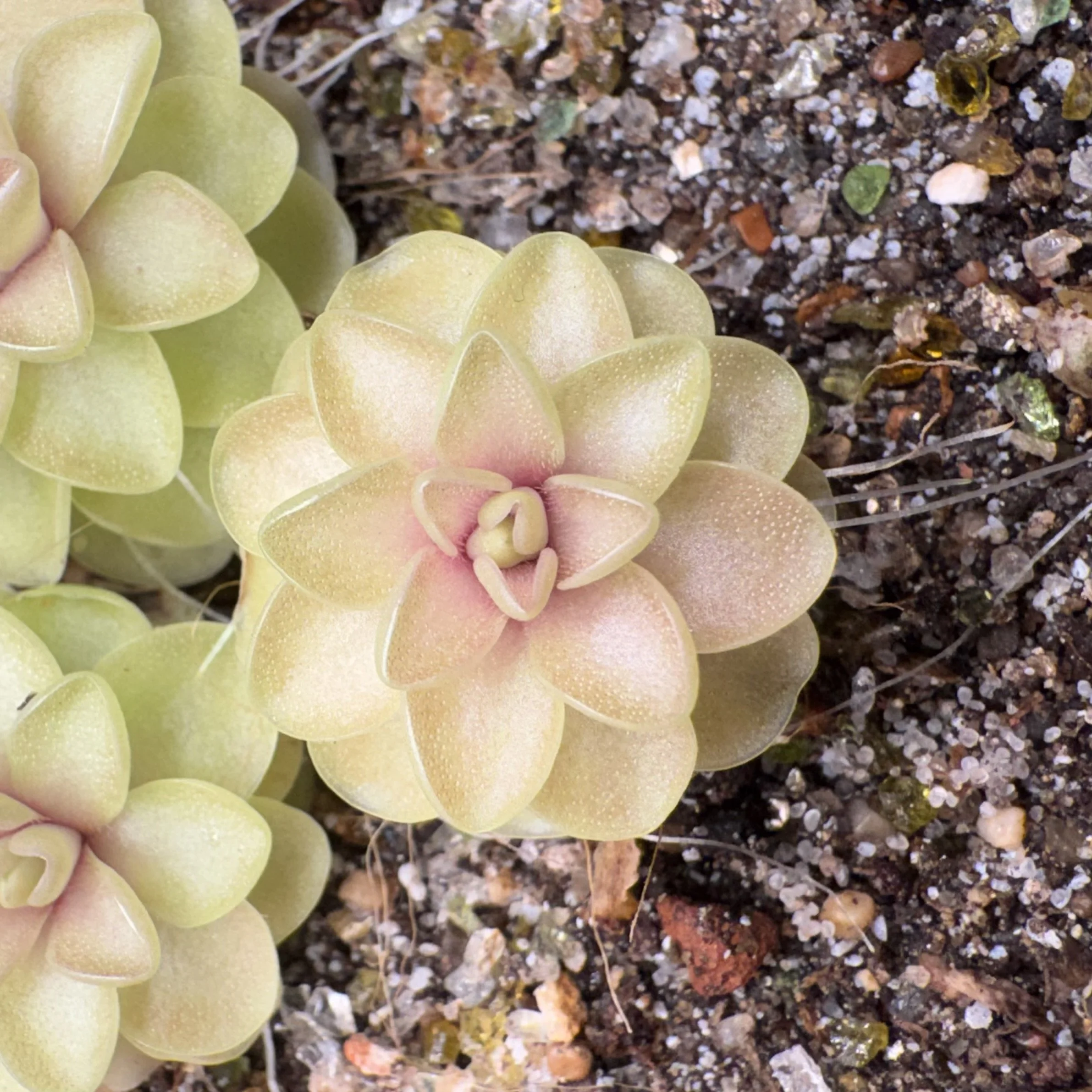 Pinguicula Jaumavensis x Emarginata