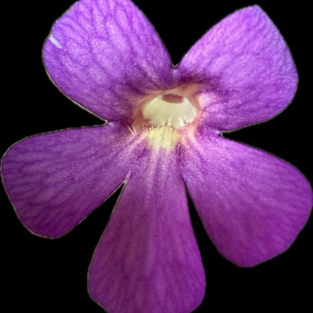 Pinguicula Moranensis {Guatemala}