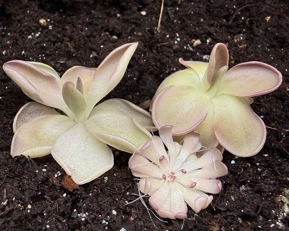 Pinkish Trio