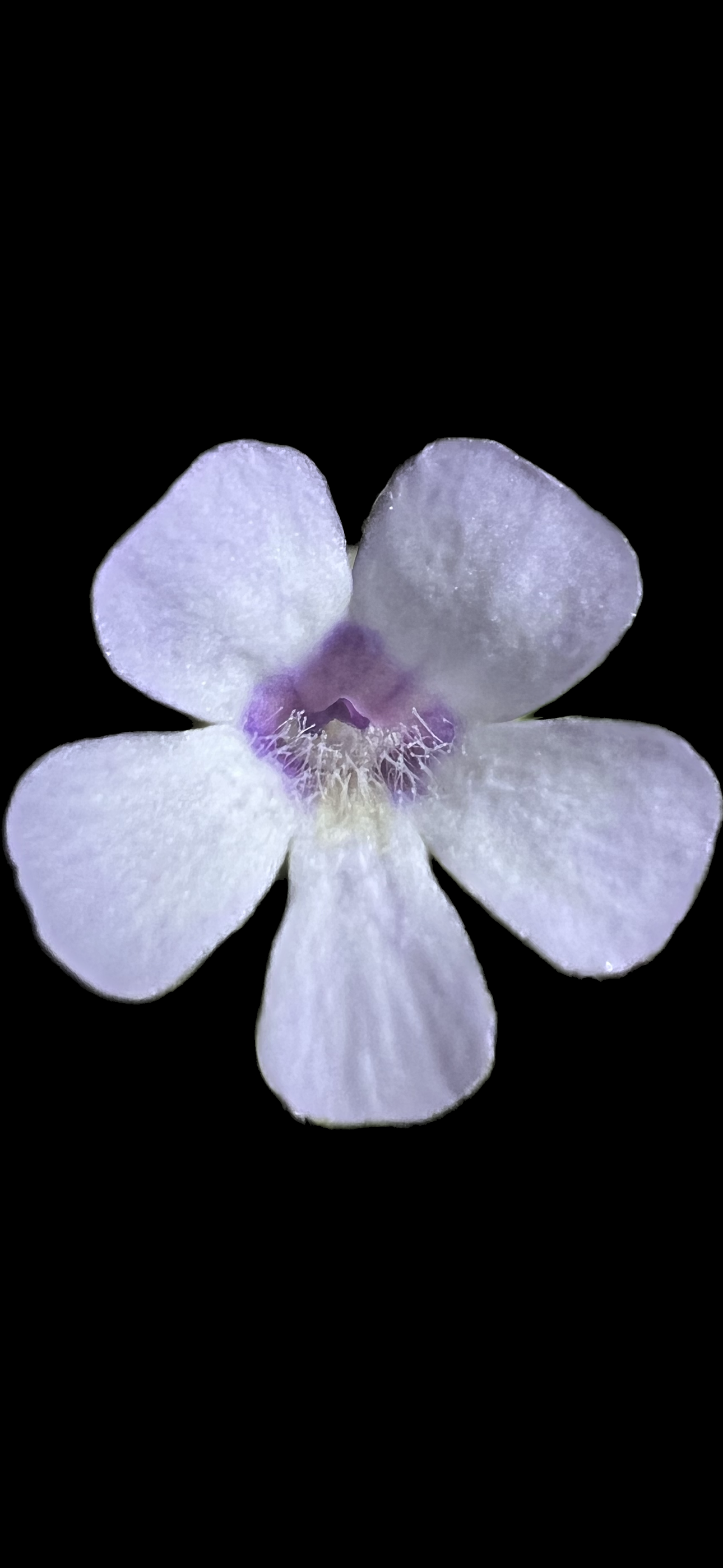 IMG_7317.png