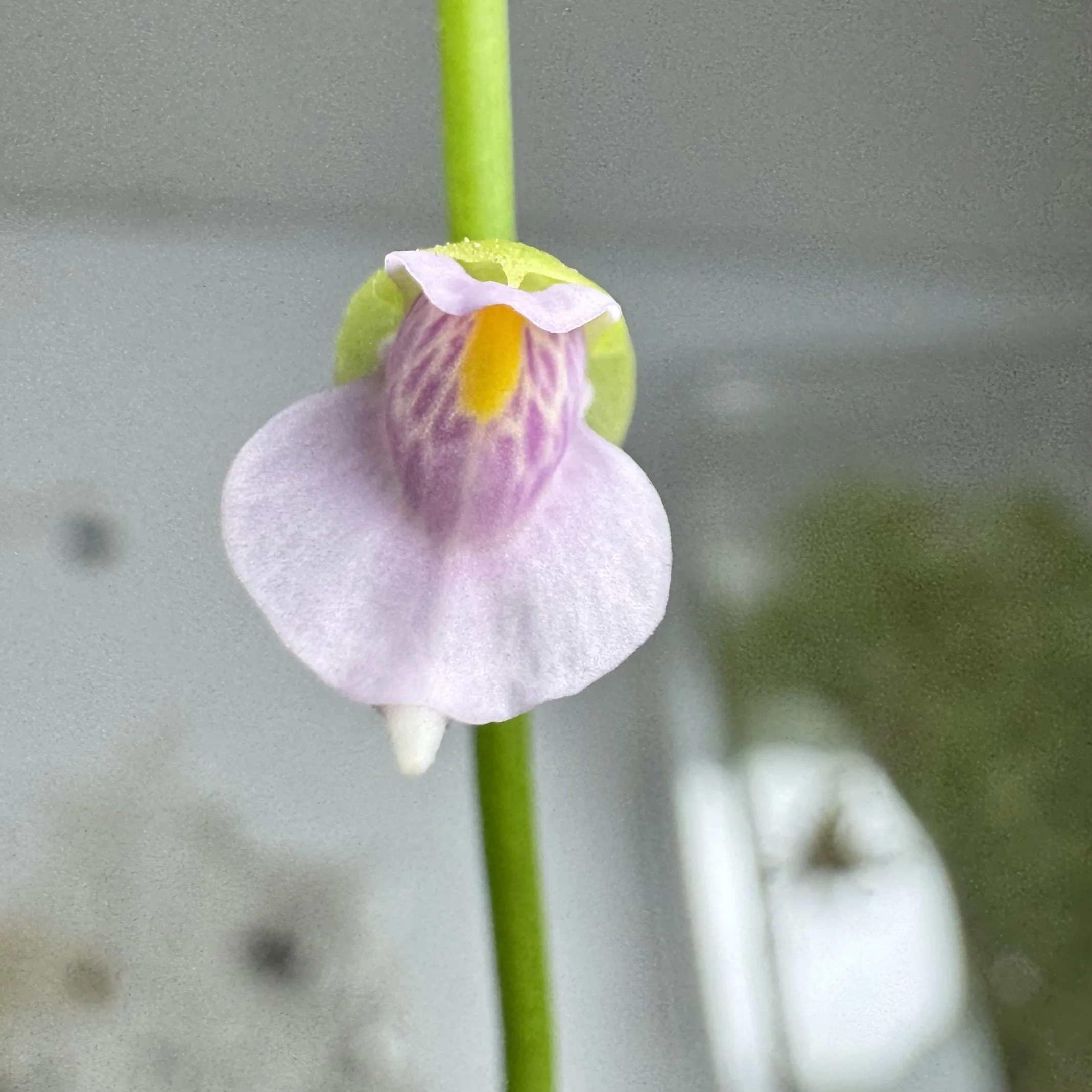 Utricularia calycifida